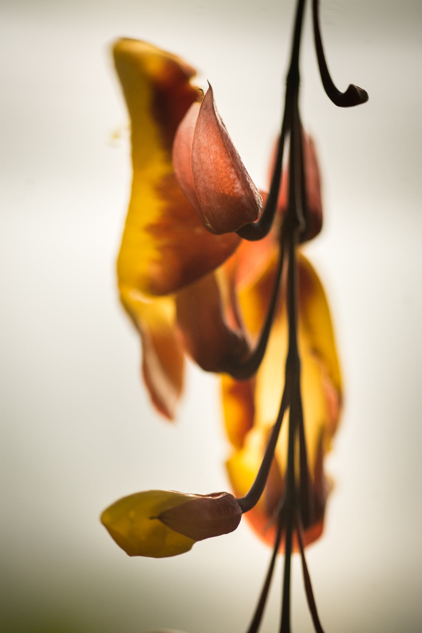 Catherine Shiflett Photography, flora, orchid, shot on Nikon D800