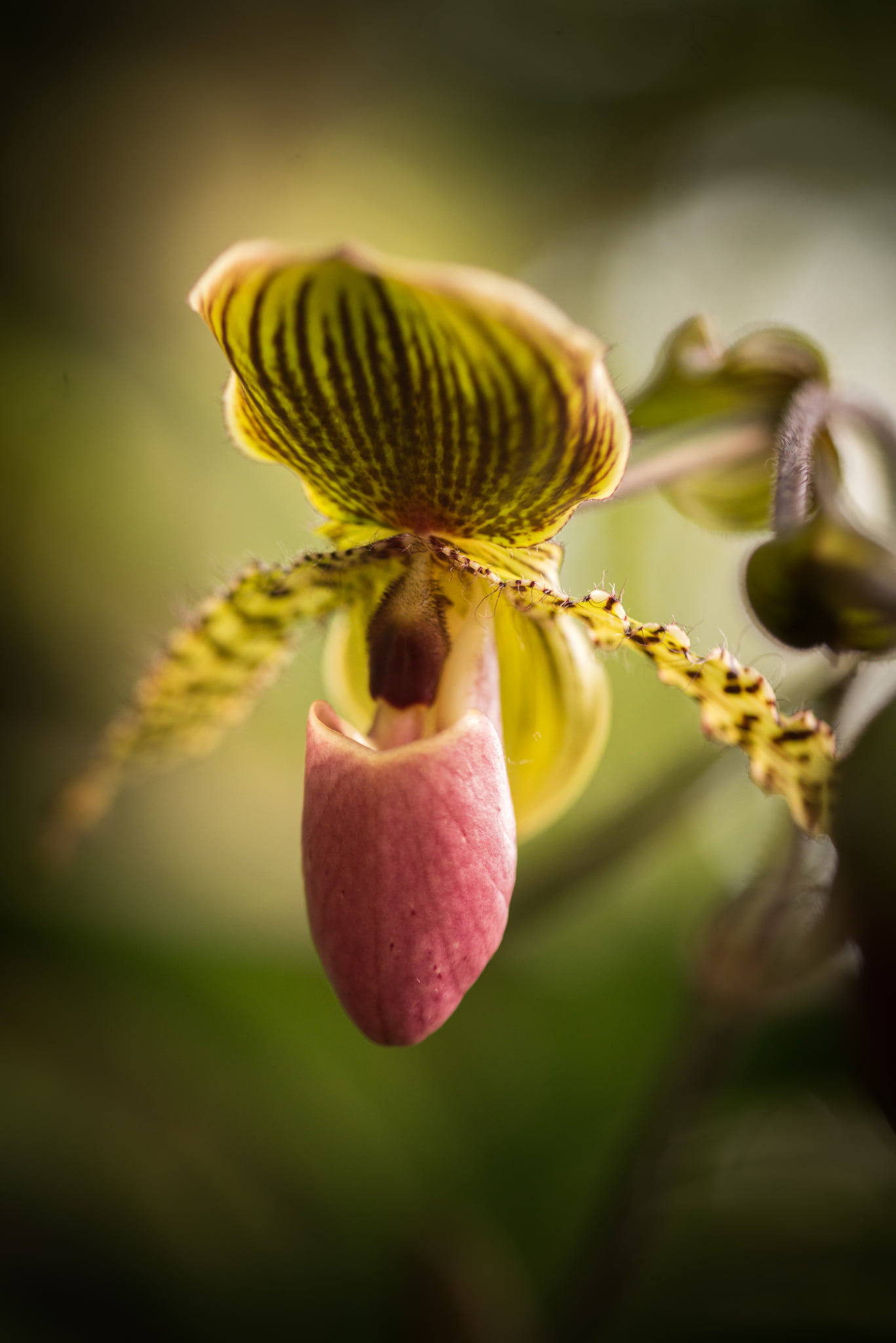 Catherine Shiflett Photography, flora, orchid, shot on Nikon D800