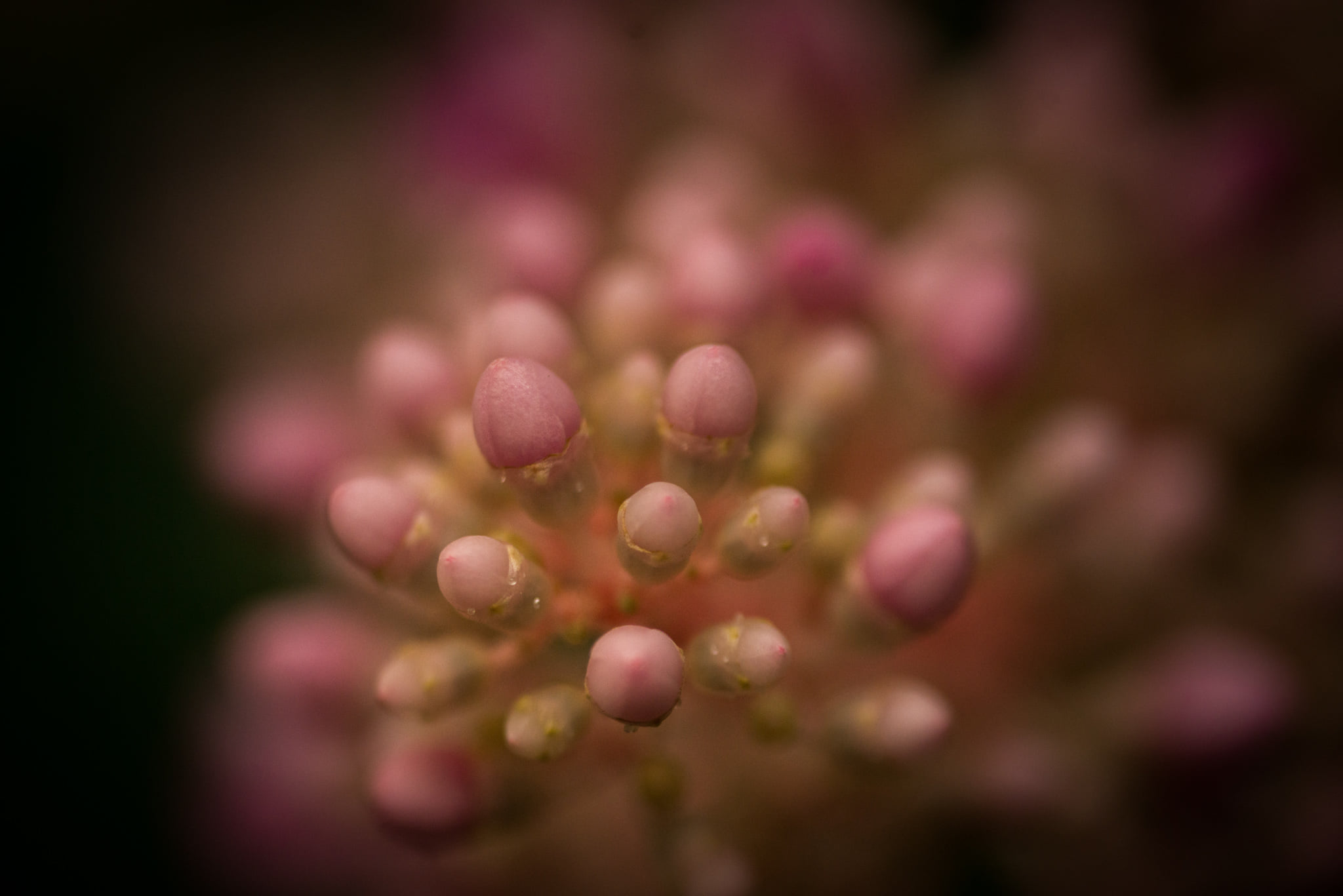 Catherine Shiflett Photography, flora, flower detail, shot on Nikon D800