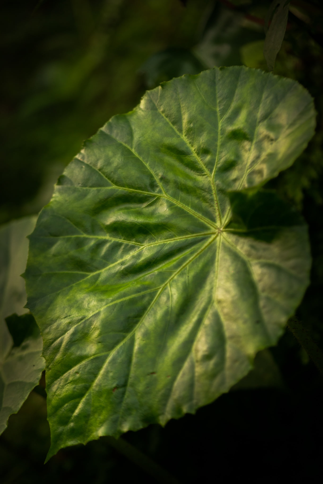 Catherine Shiflett Photography, flora, broad leaf, shot on Nikon D800