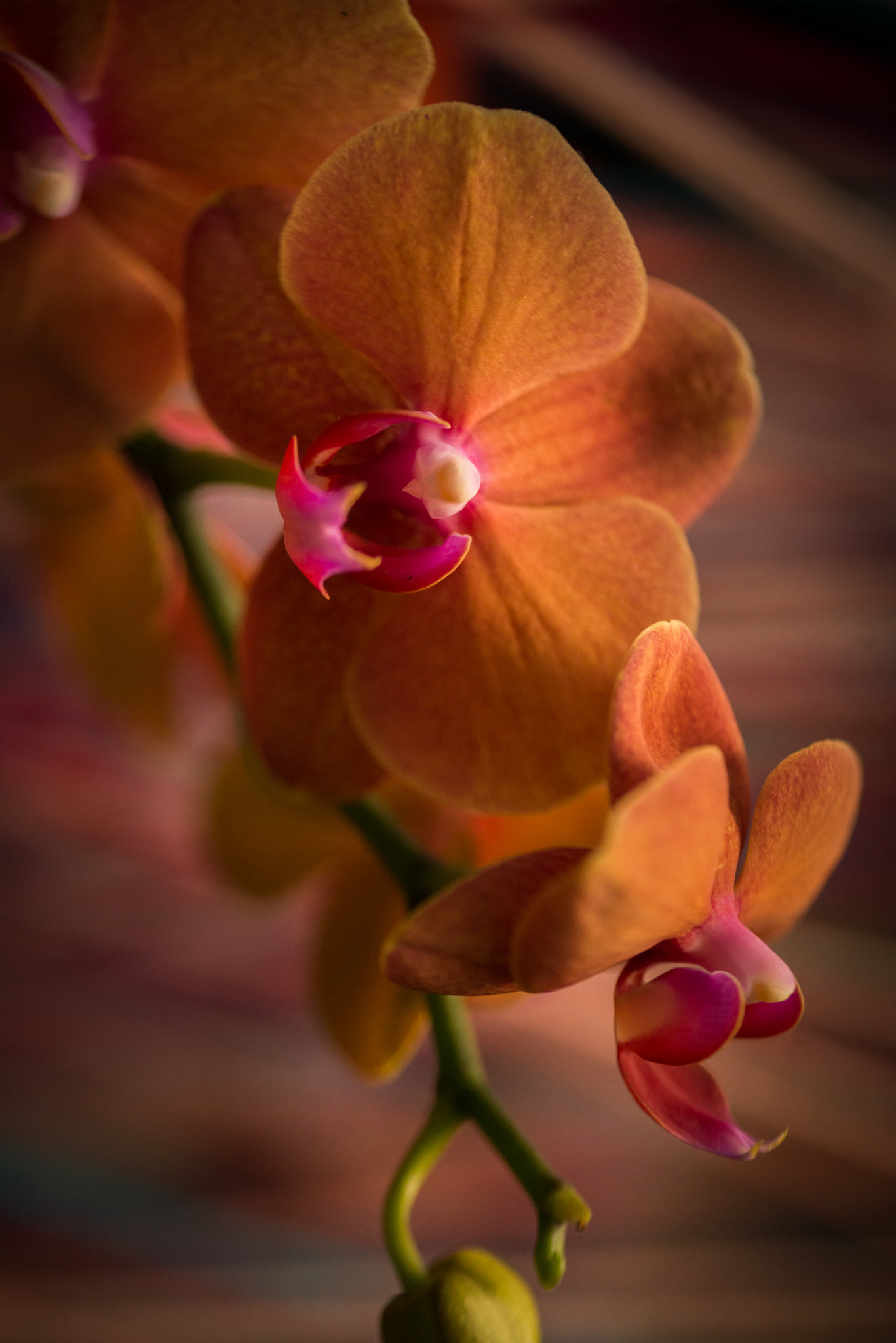 Catherine Shiflett Photography, flora, orange orchid, shot on Nikon D800