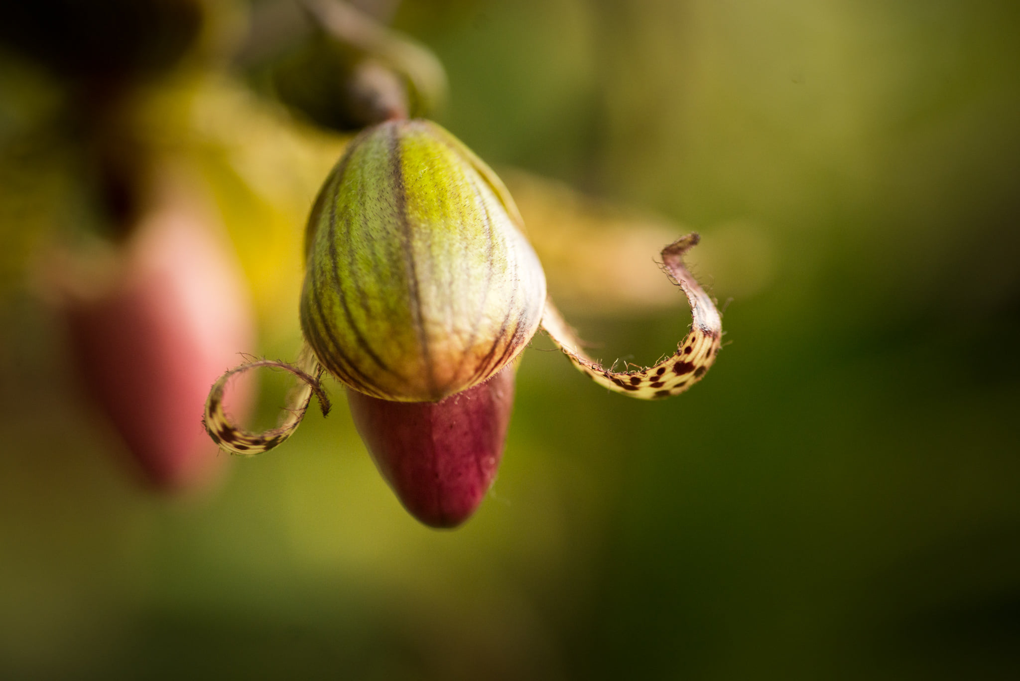 Catherine Shiflett Photography, flora, flower, shot on Nikon D800