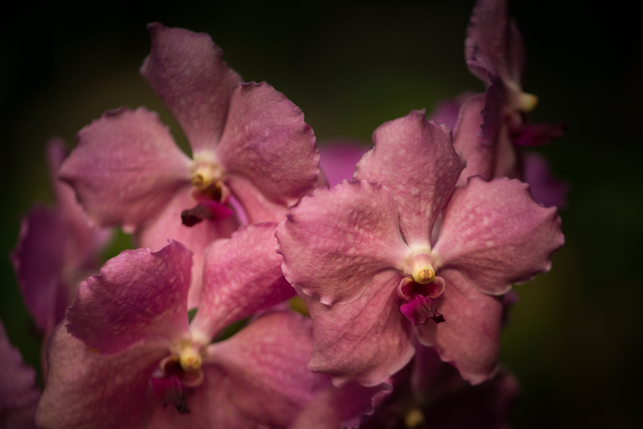 Catherine Shiflett Photography, flora, pink flowers, shot on Nikon D800