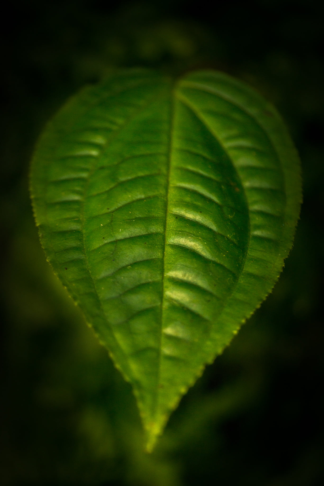 Catherine Shiflett Photography, flora, leaf detail, shot on Nikon D800