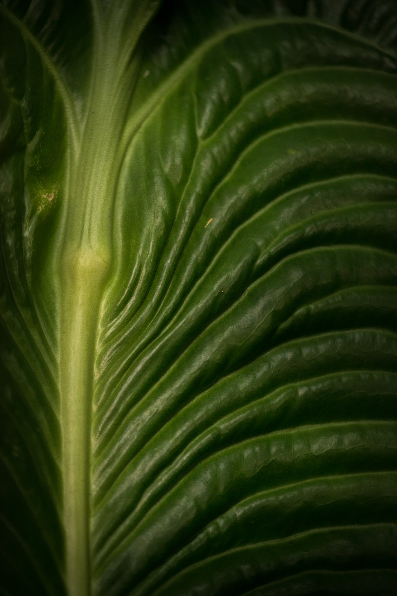 Catherine Shiflett Photography, flora, palm leaf close-up, shot on Nikon D800