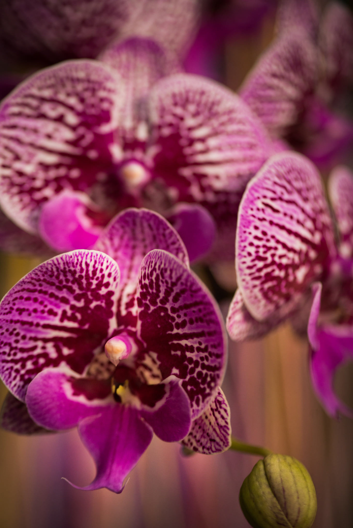 Catherine Shiflett Photography, flora, pink and white orchid, shot on Nikon D800