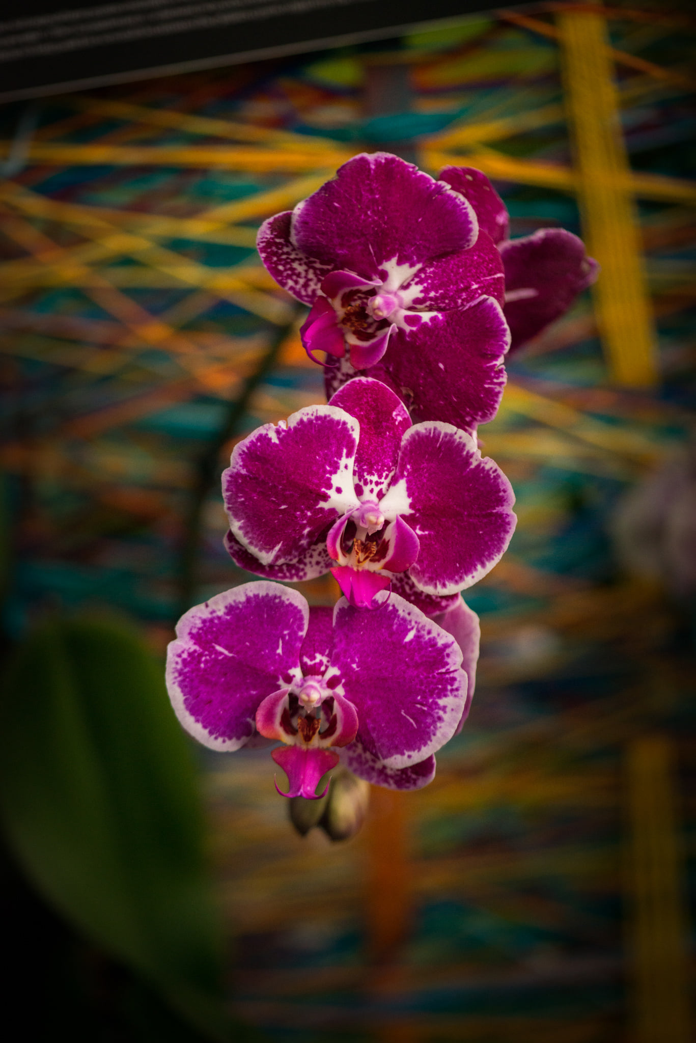 Catherine Shiflett Photography, flora, pink and white orchid, shot on Nikon D800