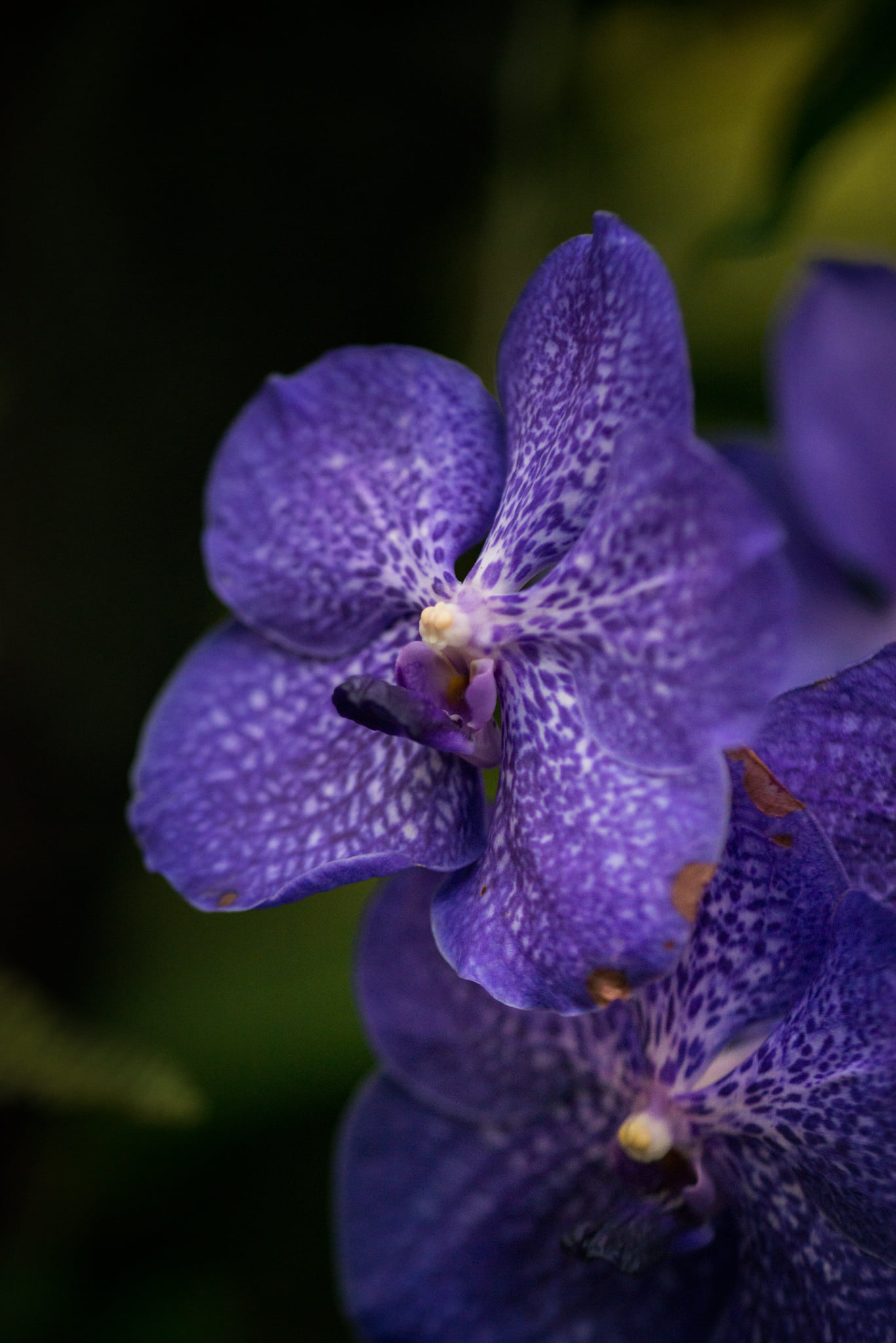 Catherine Shiflett Photography, flora, purple orchid, shot on Nikon D800