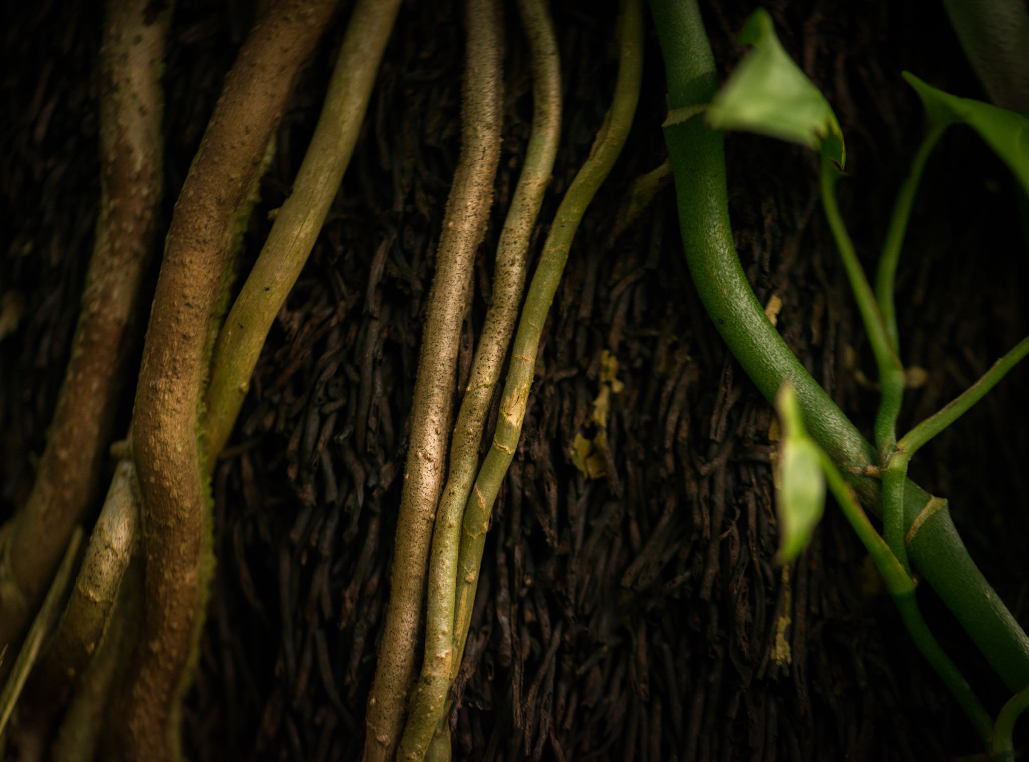 Catherine Shiflett Photography, flora, air plant roots, shot on Nikon D800