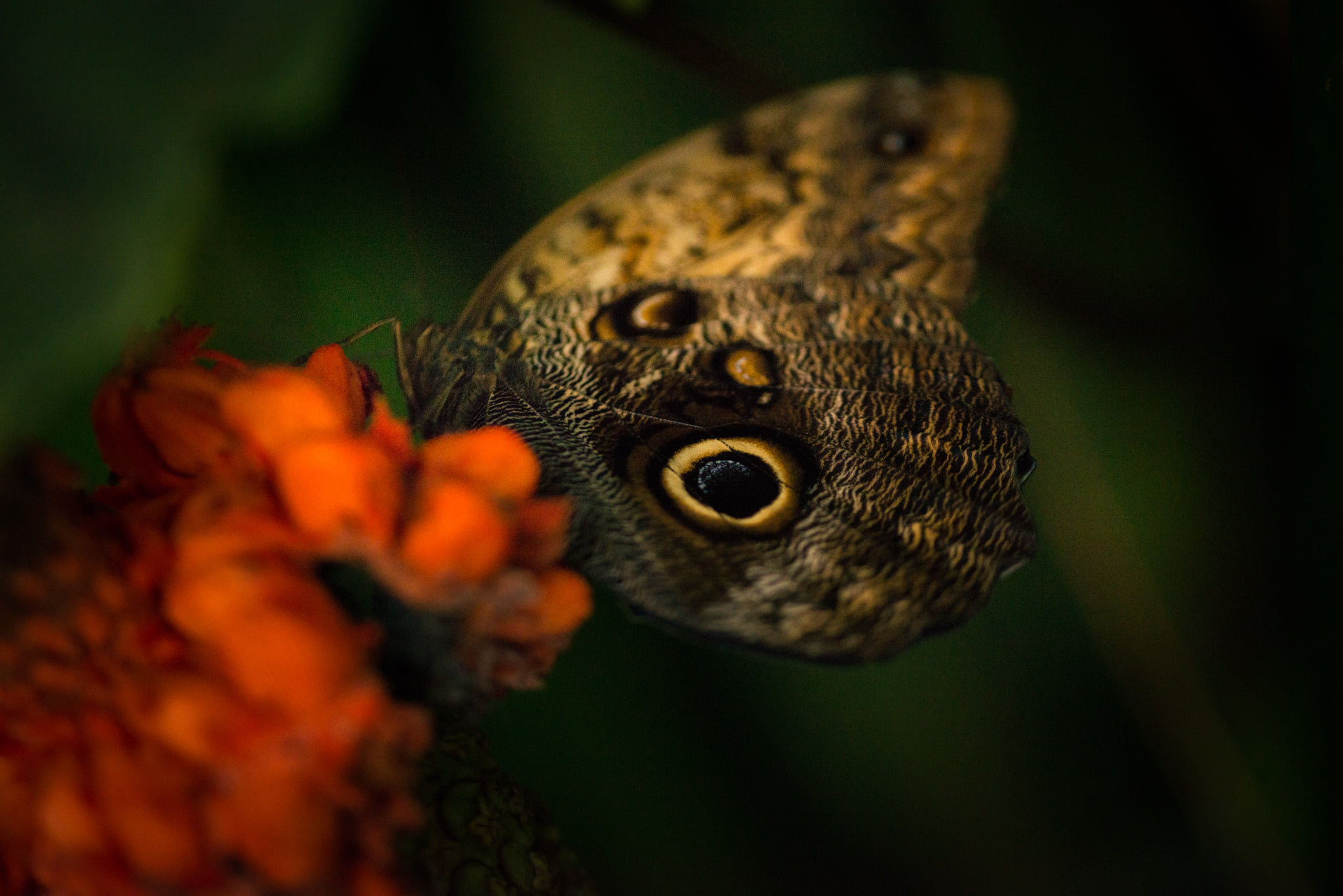 Catherine Shiflett Photography, flora, butterfly on a flower, shot on Nikon D800