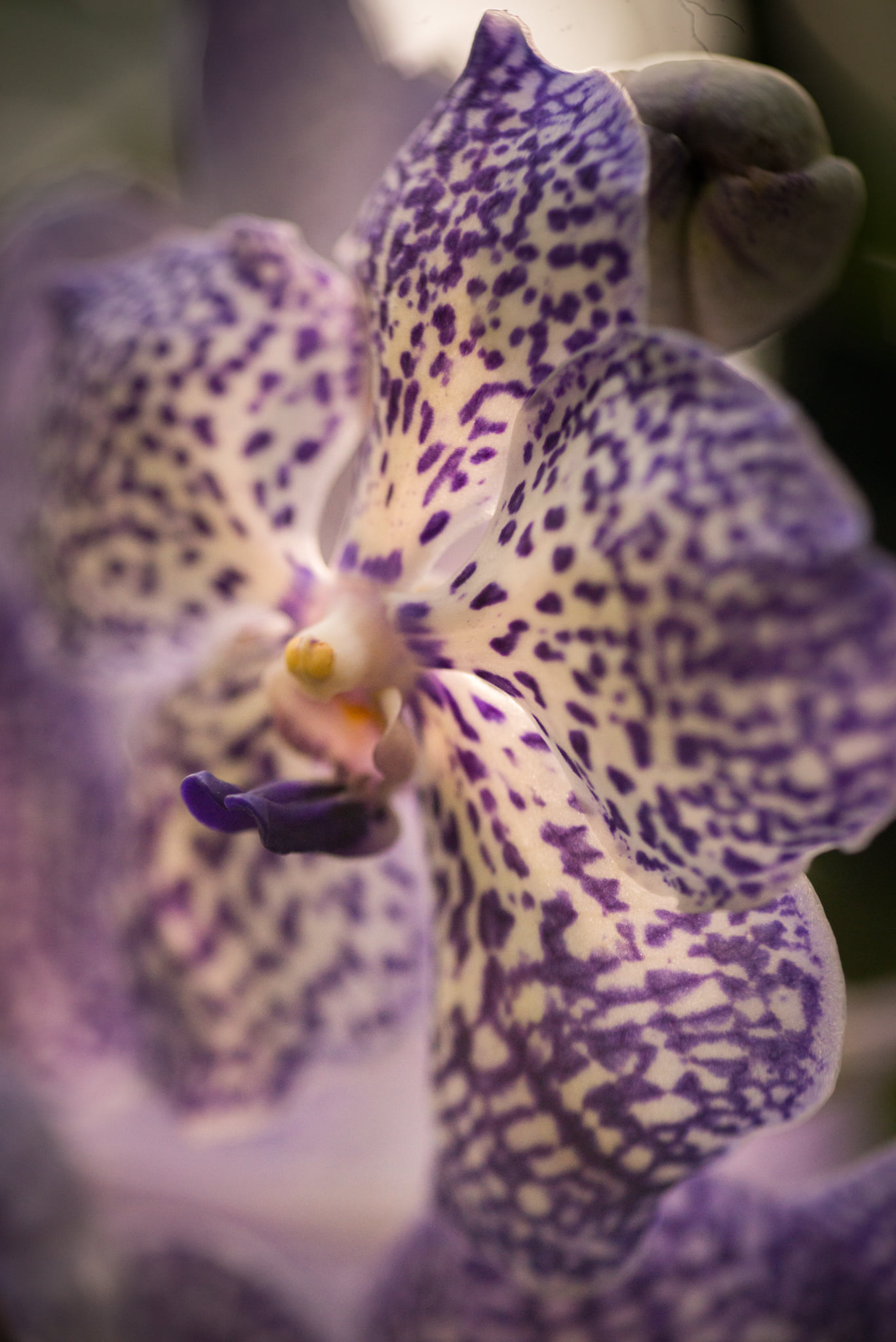 Catherine Shiflett Photography, flora, purple and white orchid, close-up, shot on Nikon D800