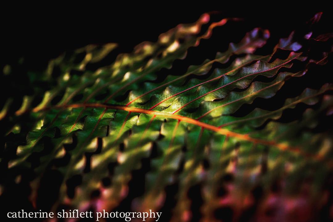 Catherine Shiflett Photography, flora, close-up of a leaf, shot on Nikon D800