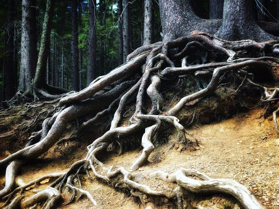 Catherine Shiflett Photography, flora, gnarled tree roots, shot on Nikon D800