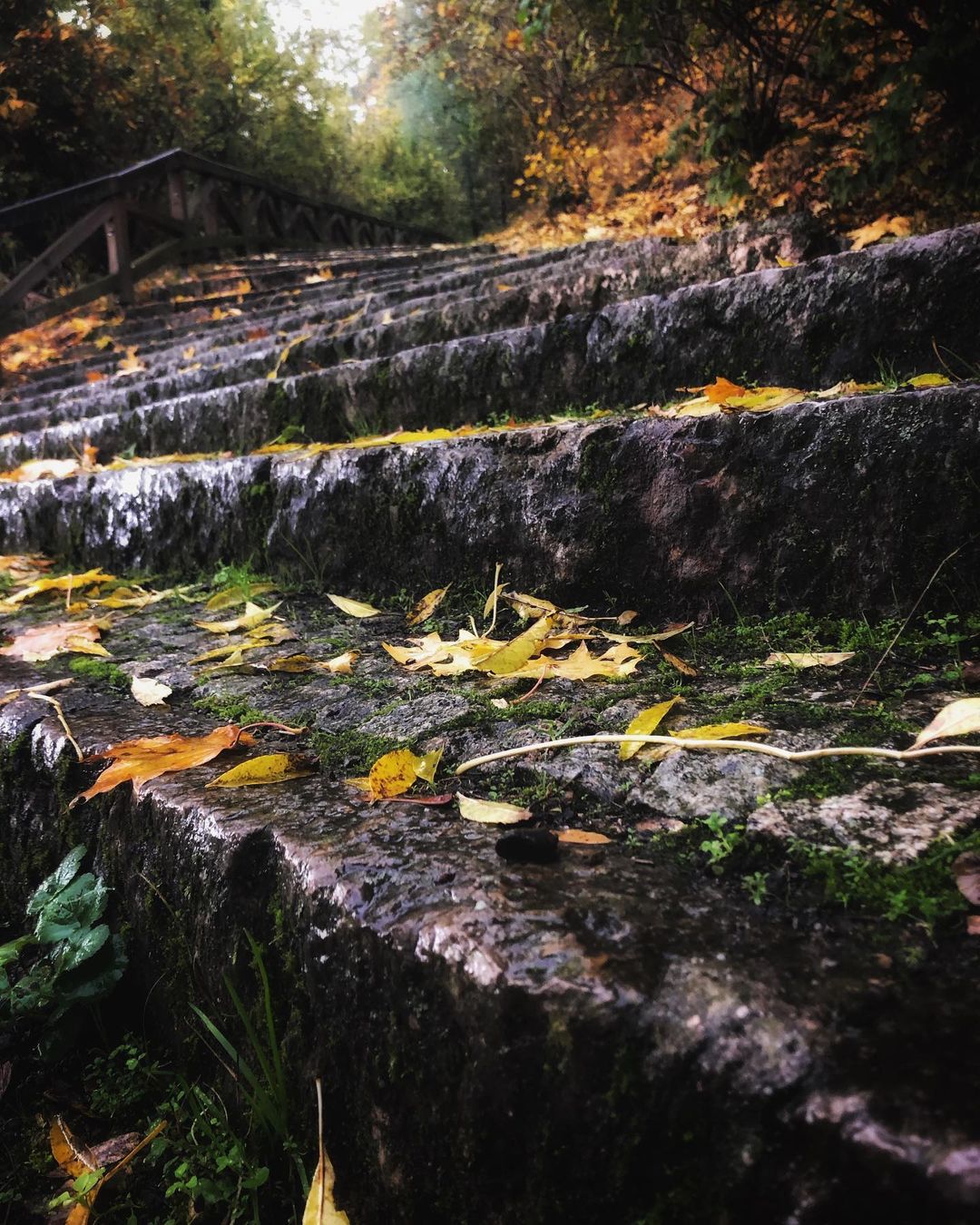 Catherine Shiflett Photography, flora, fallen leaves on stone steps in Prague, shot on Nikon D800