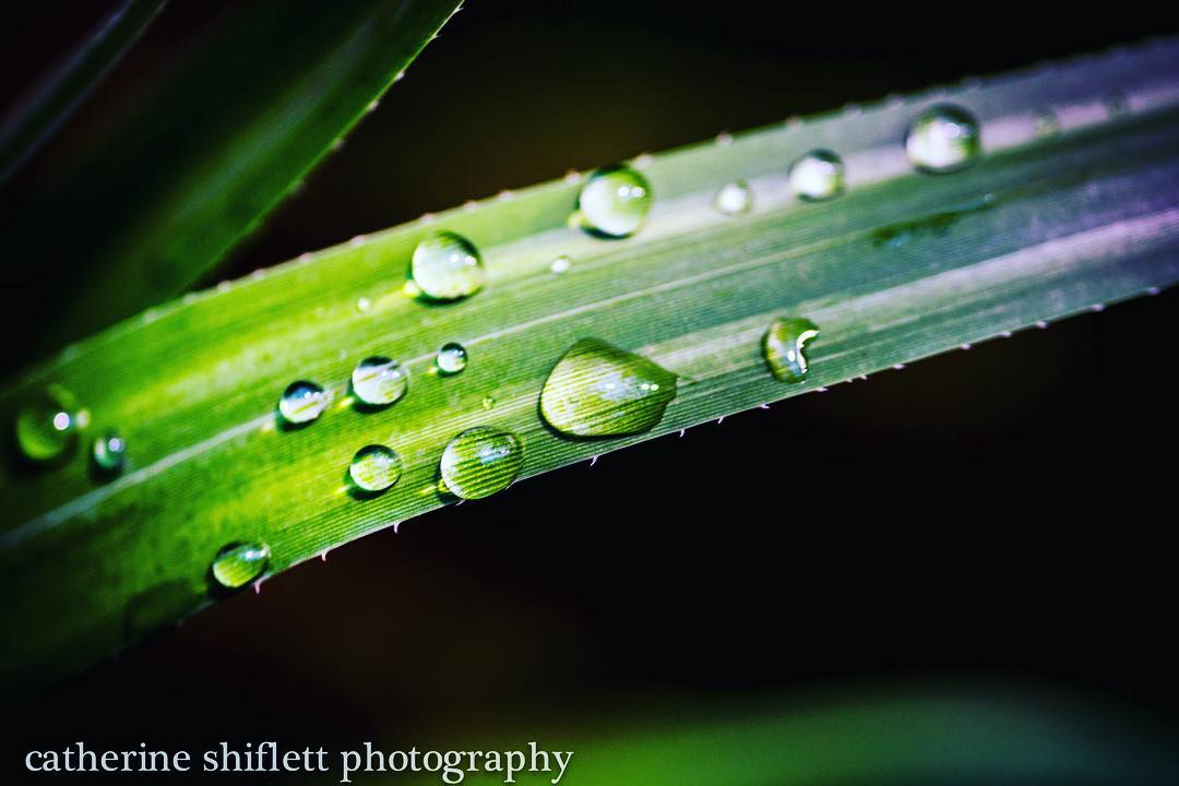 Catherine Shiflett Photography, flora, water droplets on a leaf, shot on Nikon D800