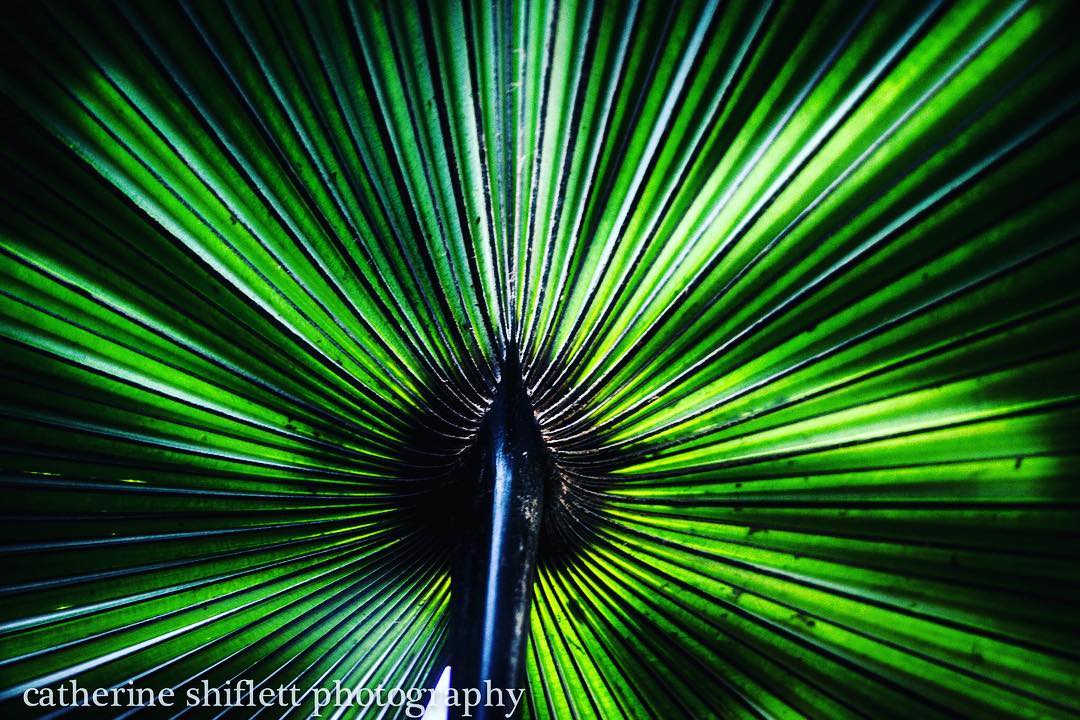 Catherine Shiflett Photography, flora, fan leaves in bright green, shot on Nikon D800