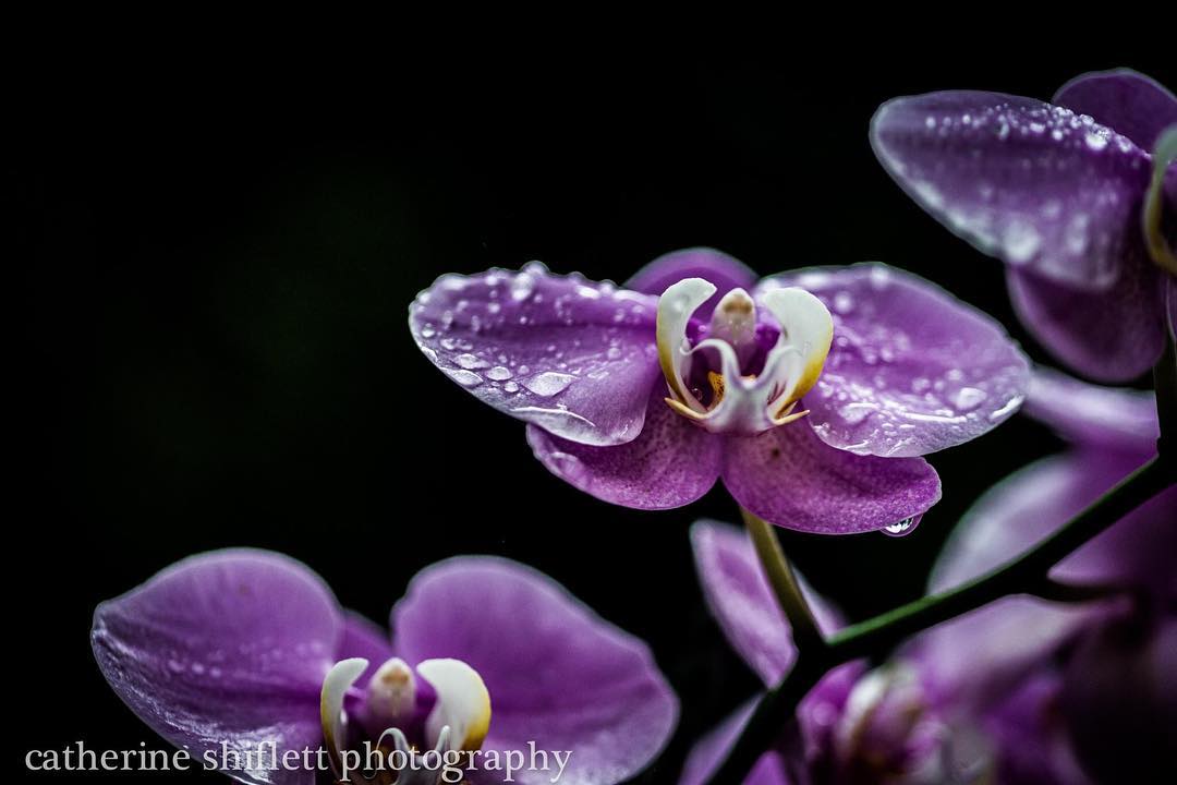 Catherine Shiflett Photography, flora, water droplets on purple orchid, shot on Nikon D800