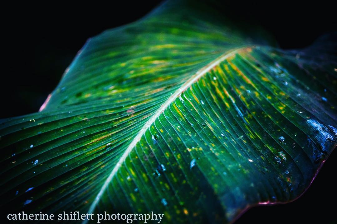 Catherine Shiflett Photography, flora, broad tropical leaf, shot on Nikon D800