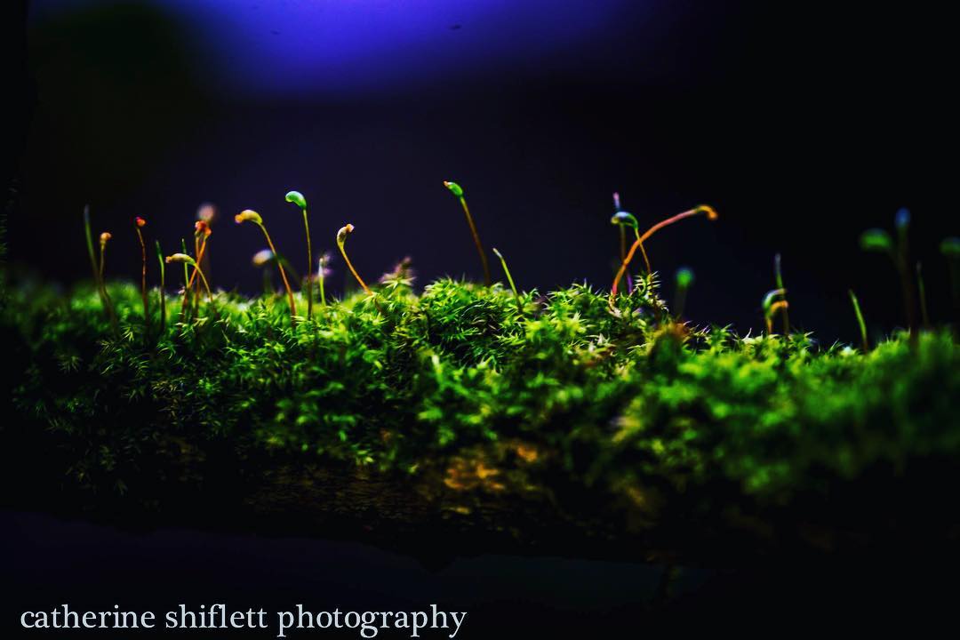 Catherine Shiflett Photography, flora, close-up of a mossy branch, shot on Nikon D800