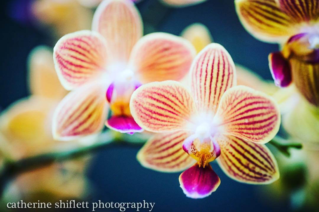 Catherine Shiflett Photography, flora, pink and yellow orchid, shot on Nikon D800