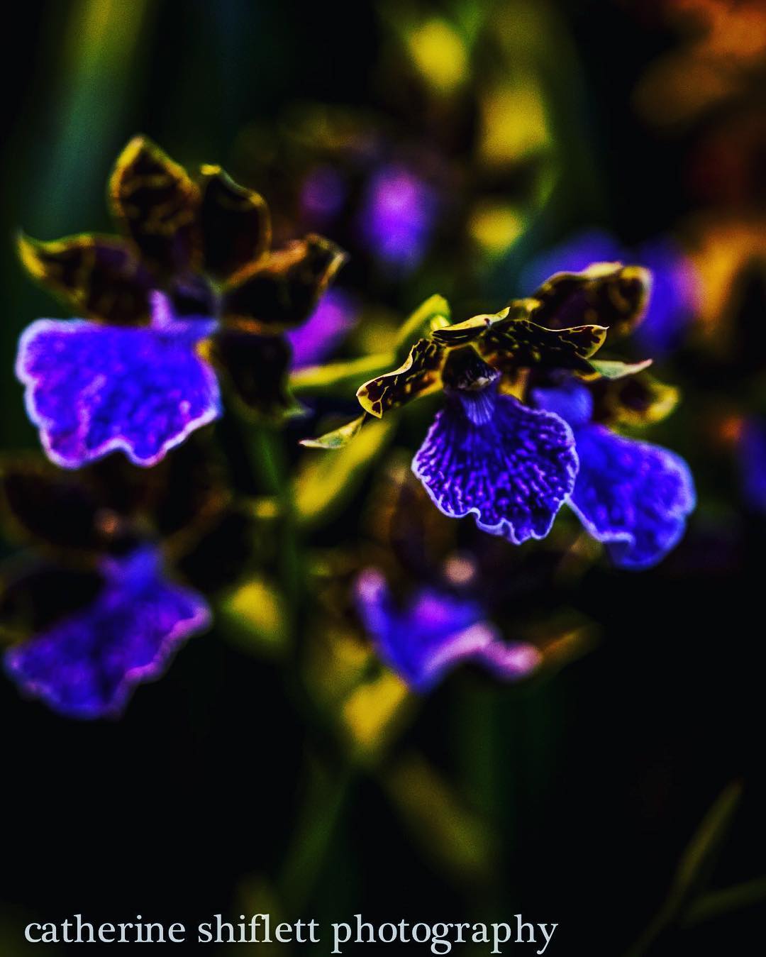 Catherine Shiflett Photography, flora, blue flowers, shot on Nikon D800