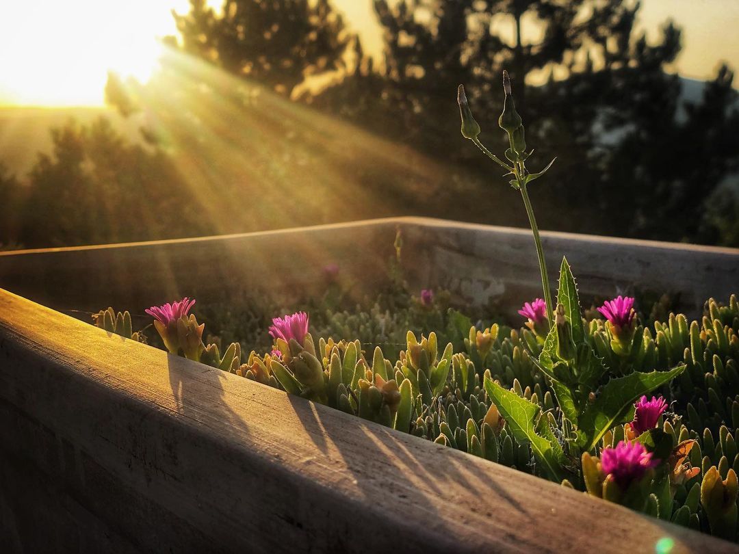 Catherine Shiflett Photography, flora, flower bed at golden hour, shot on Nikon D800