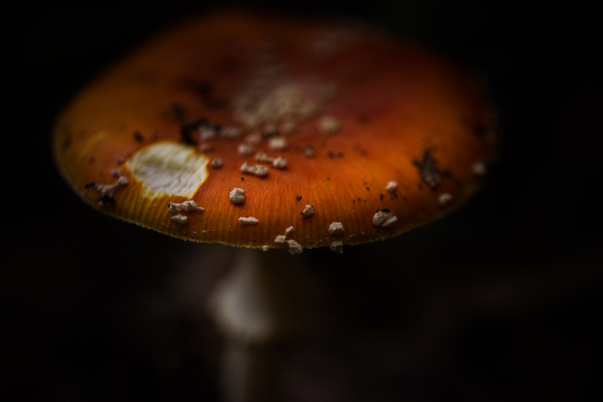 Catherine Shiflett Photography, amanita muscaria, mushroom in the forest, shot on Nikon D800