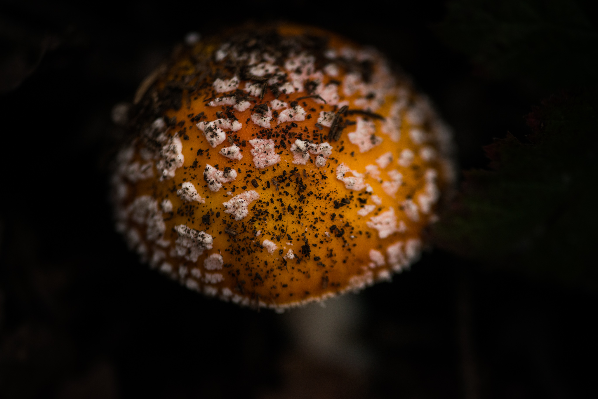 Catherine Shiflett Photography, amanita muscaria, mushroom in the forest, shot on Nikon D800