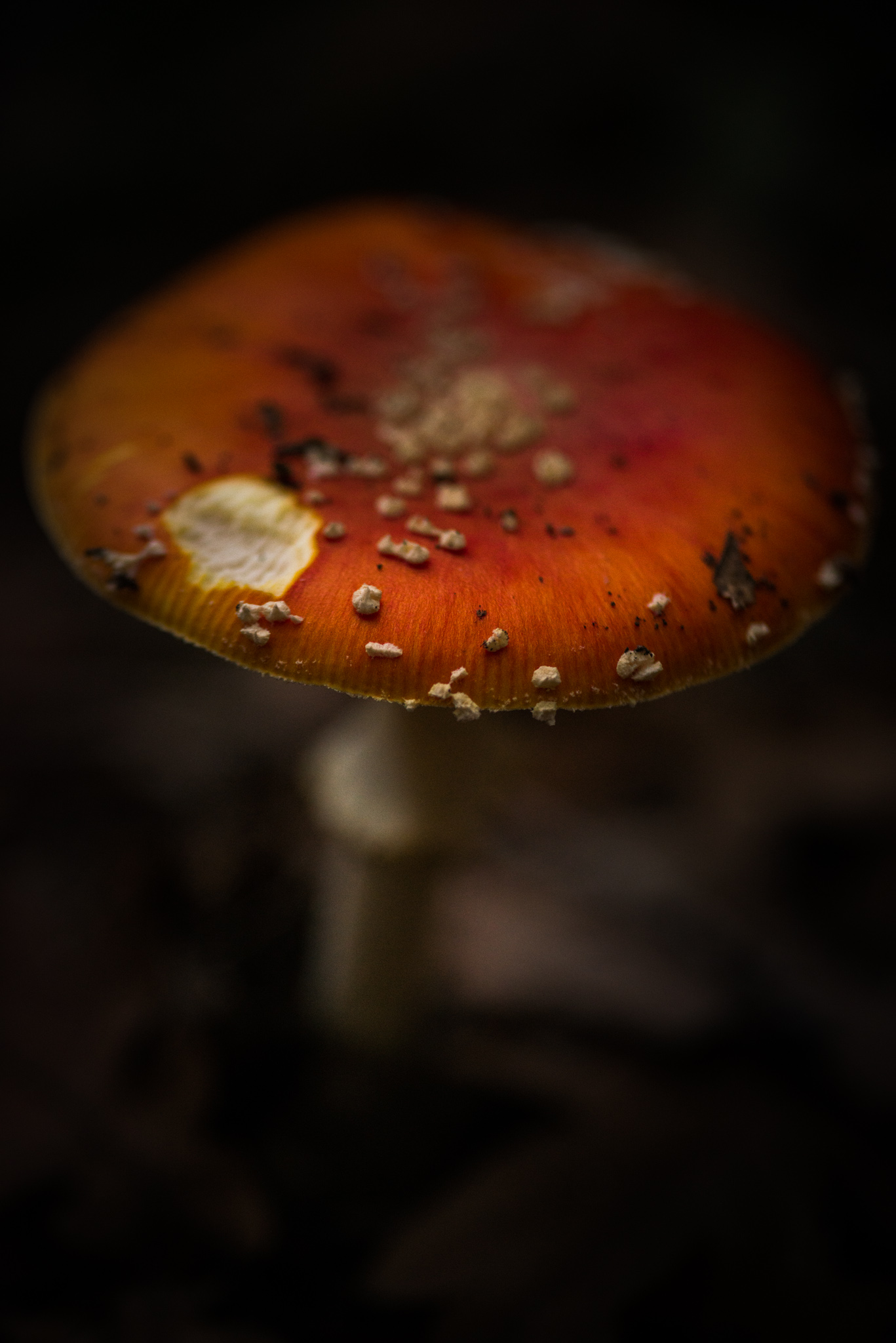 Catherine Shiflett Photography, amanita muscaria, mushroom in the forest, shot on Nikon D800