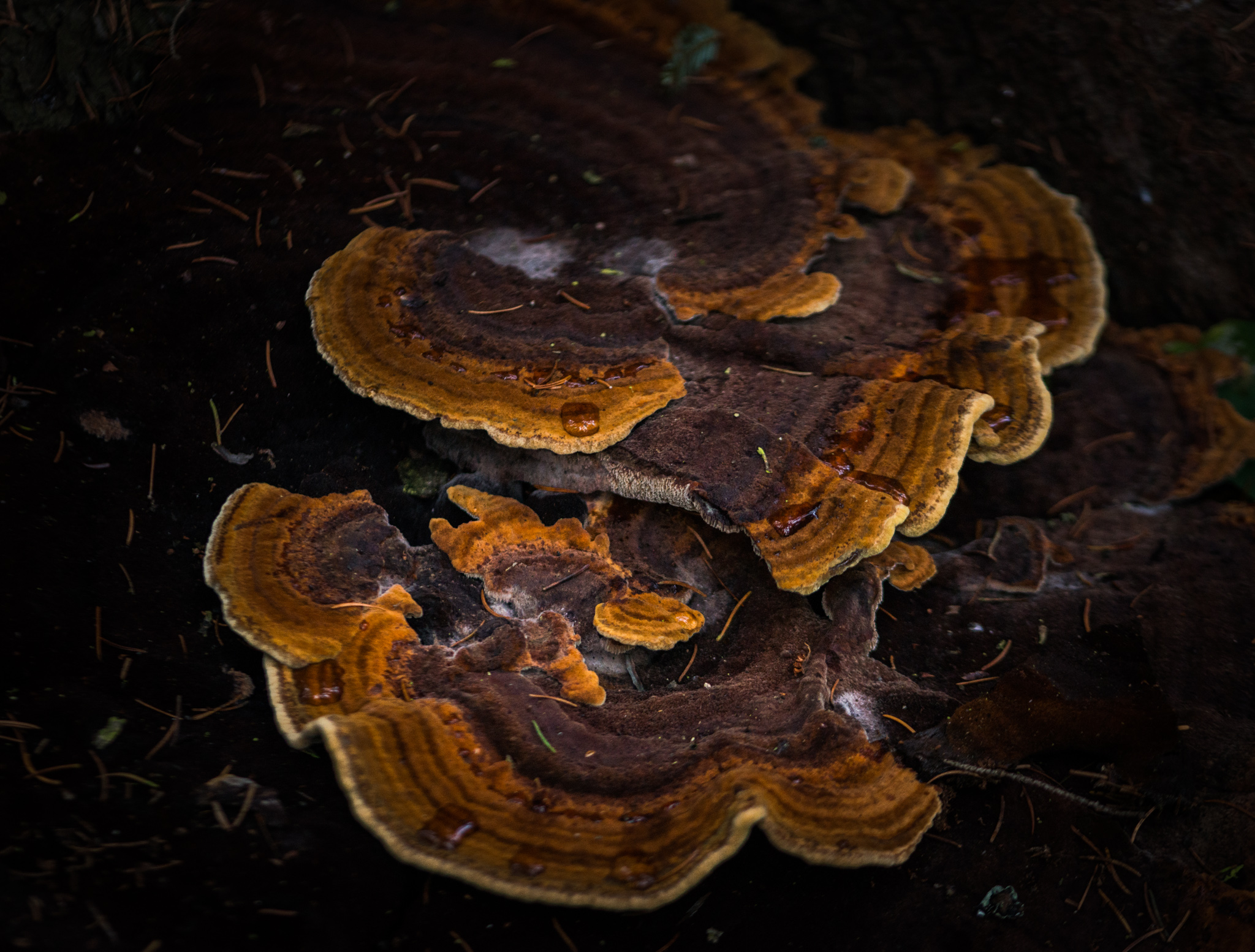 Catherine Shiflett Photography, a mushroom in the forest, shot on Nikon D800