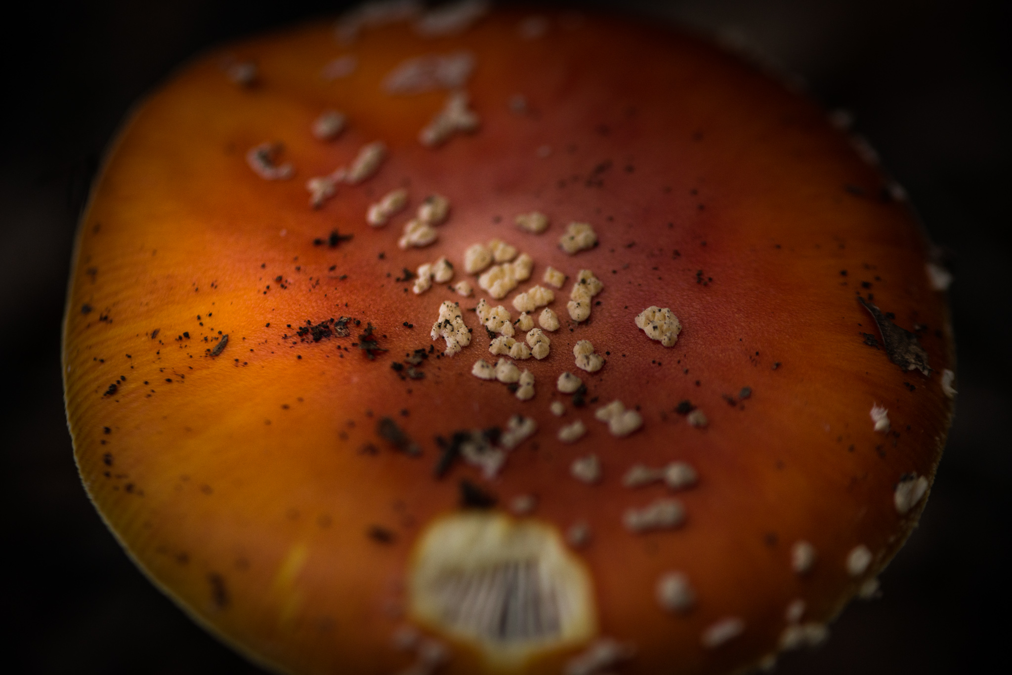 Catherine Shiflett Photography, amanita muscaria, mushroom in the forest, shot on Nikon D800