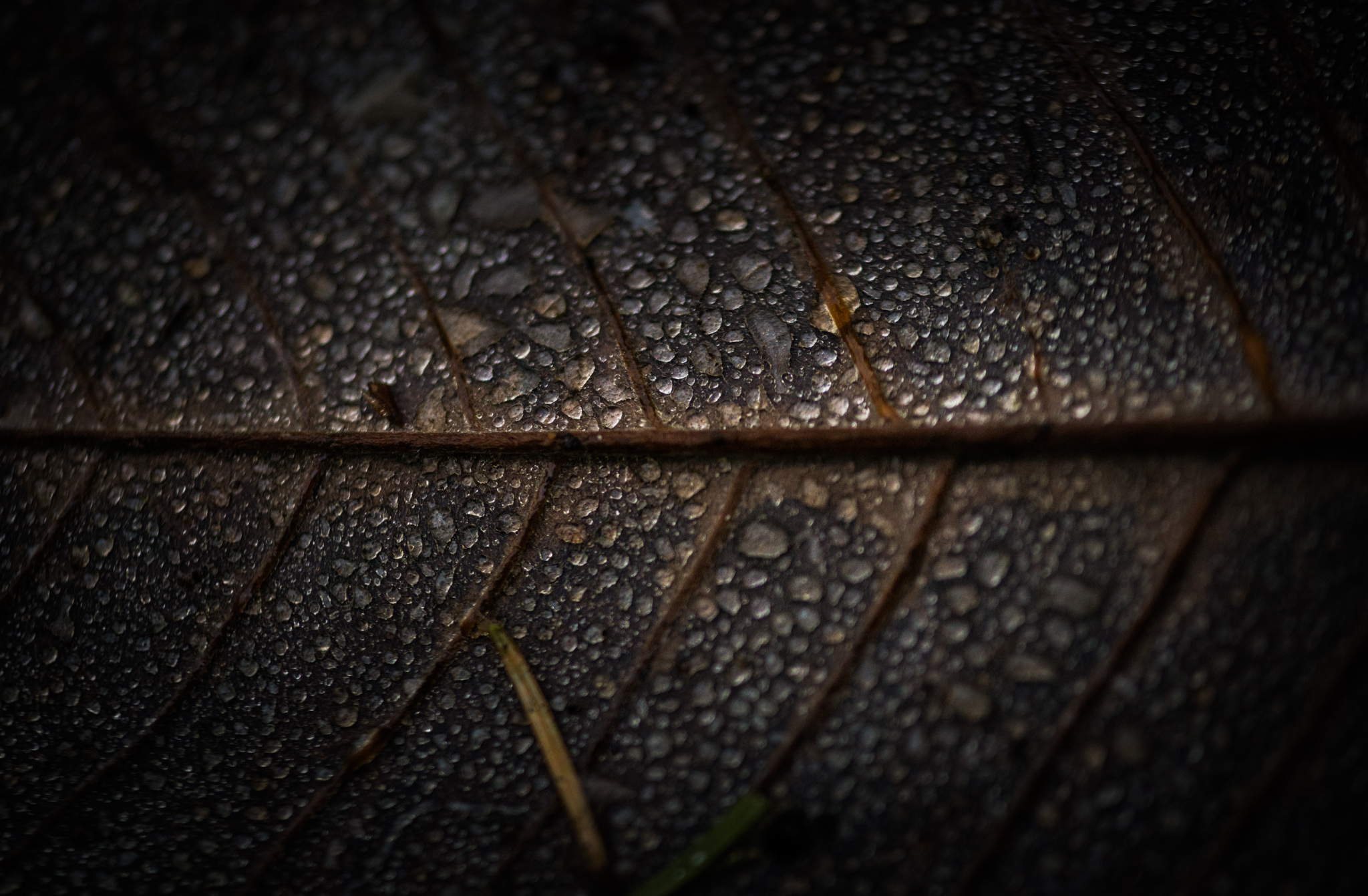 Catherine Shiflett Photography, flora, leaf detail, shot on Nikon D800