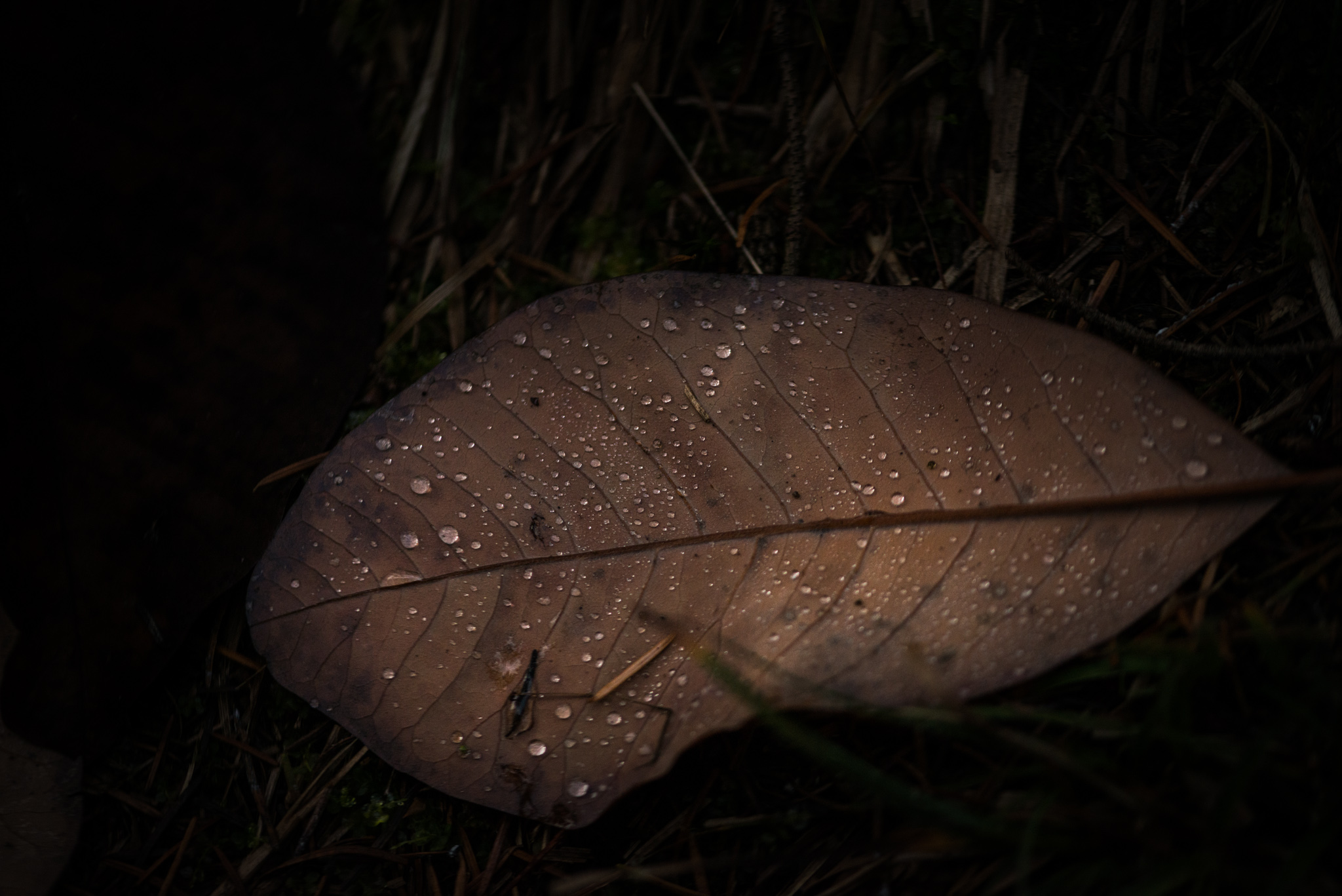 Catherine Shiflett Photography, flora, leaf detail, shot on Nikon D800