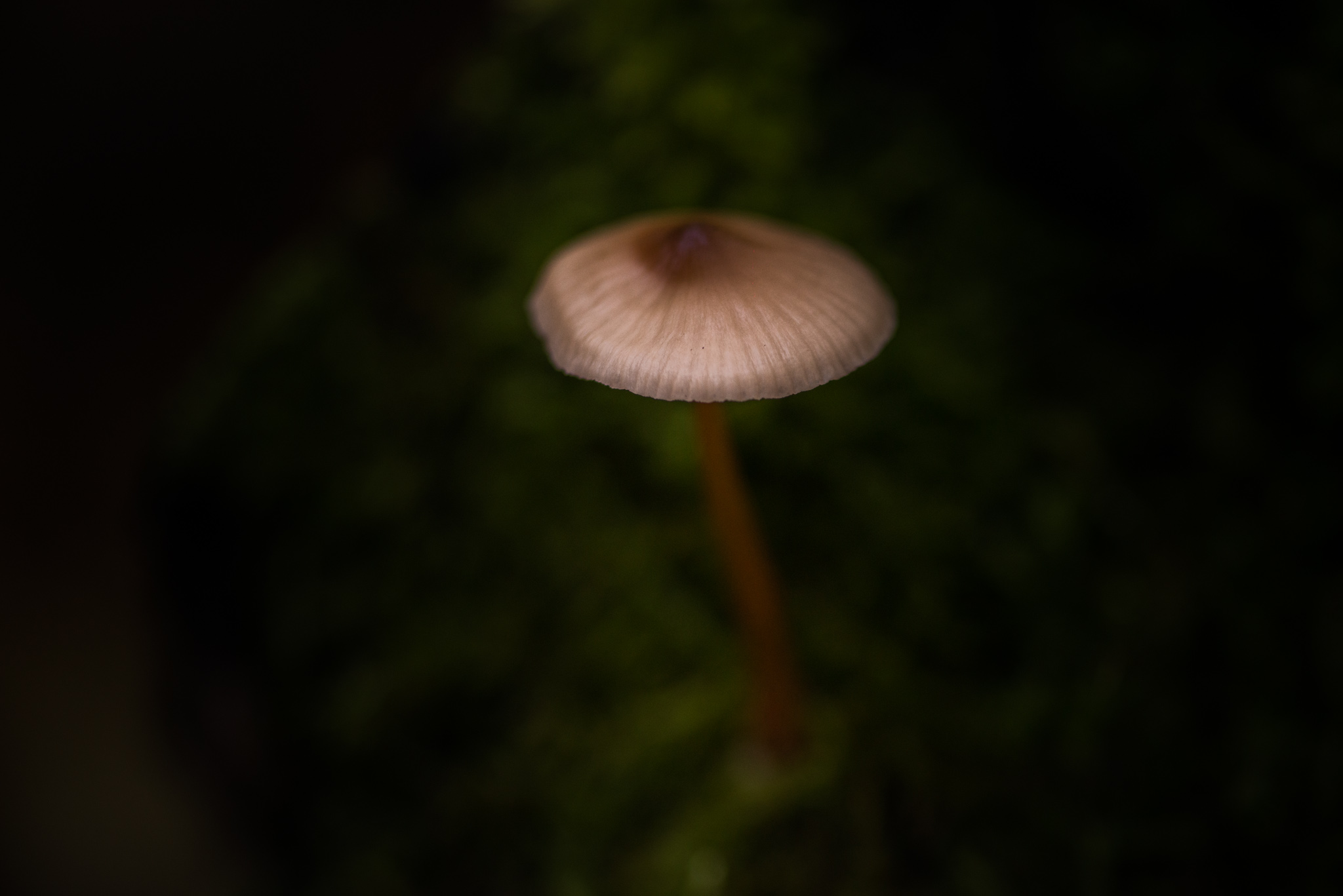 Catherine Shiflett Photography, a mushroom in the forest, shot on Nikon D800