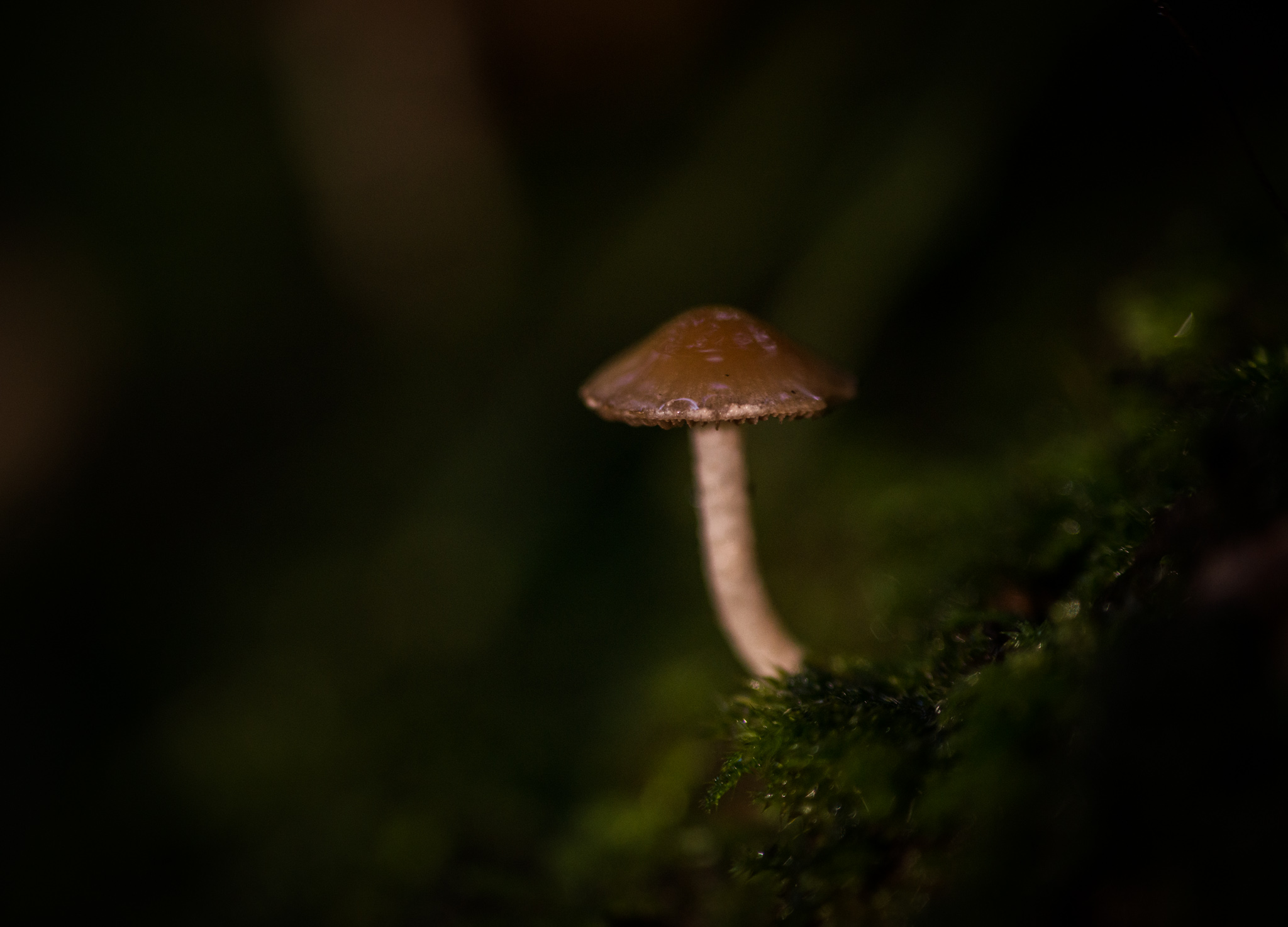 Catherine Shiflett Photography, a mushroom in the forest, shot on Nikon D800