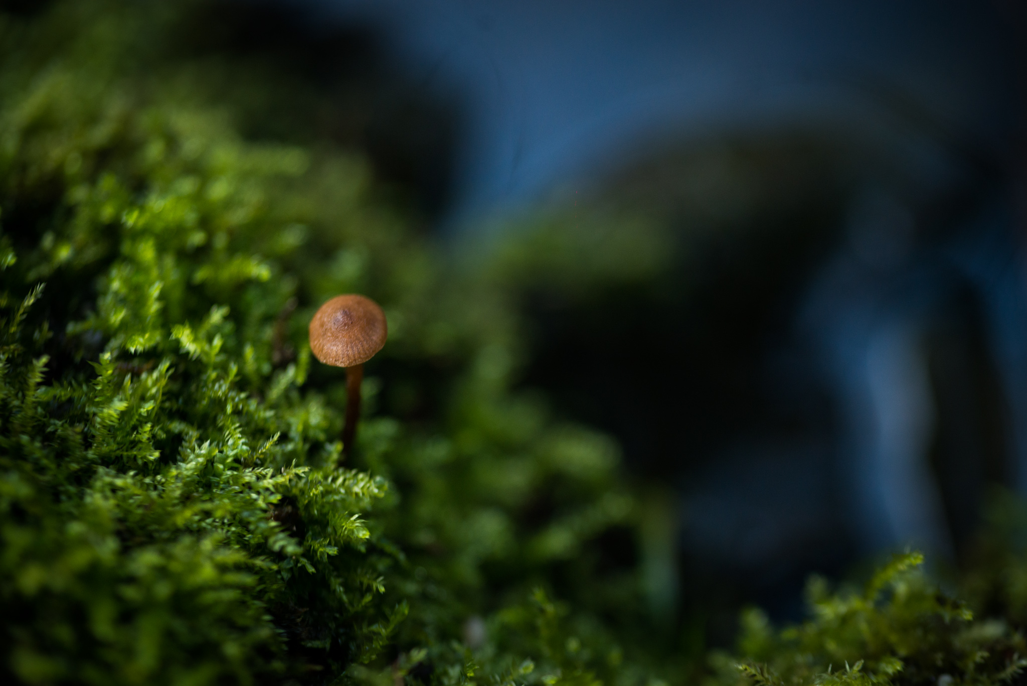 Catherine Shiflett Photography, a mushroom in the forest, shot on Nikon D800