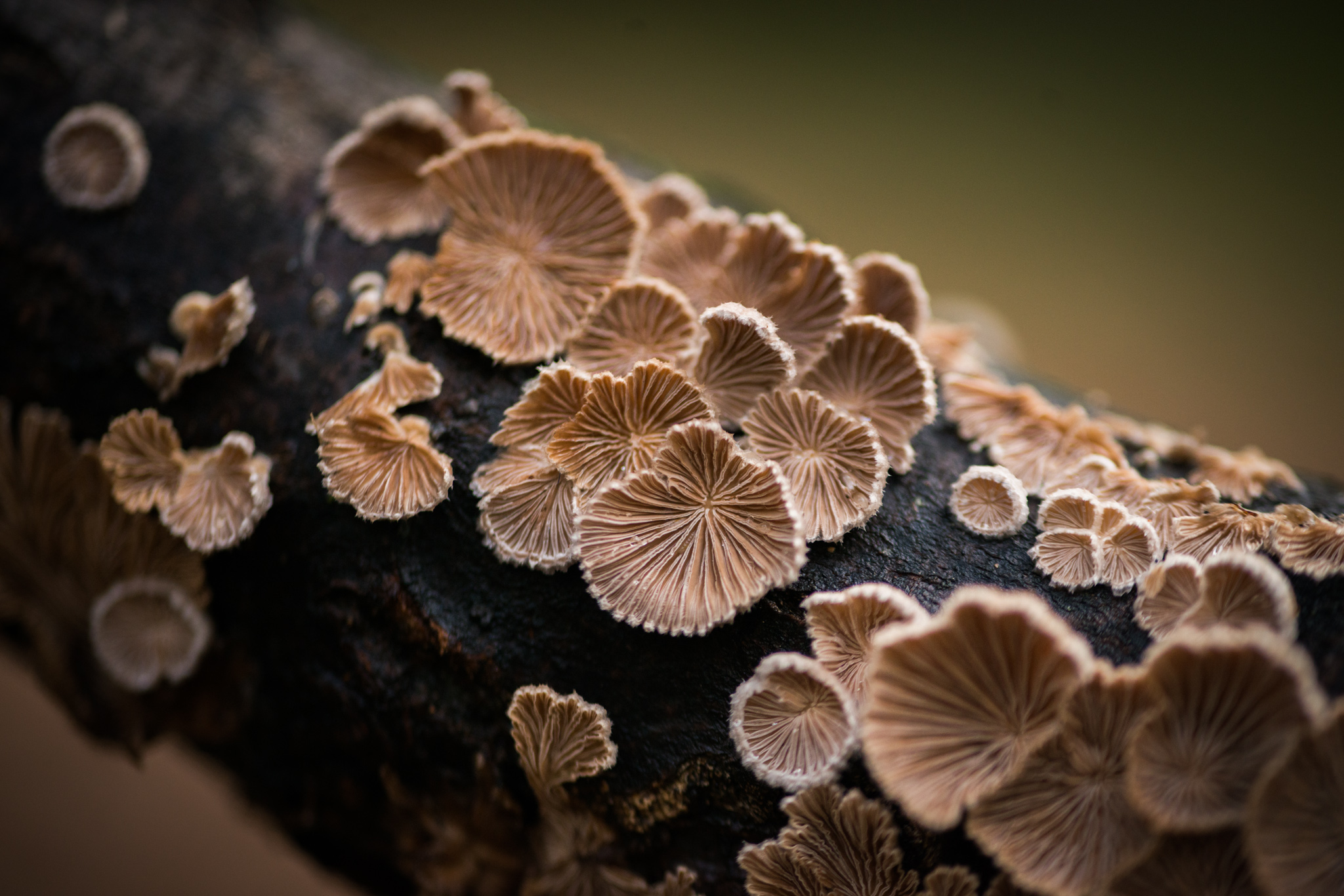 Catherine Shiflett Photography, a mushroom in the forest, shot on Nikon D800