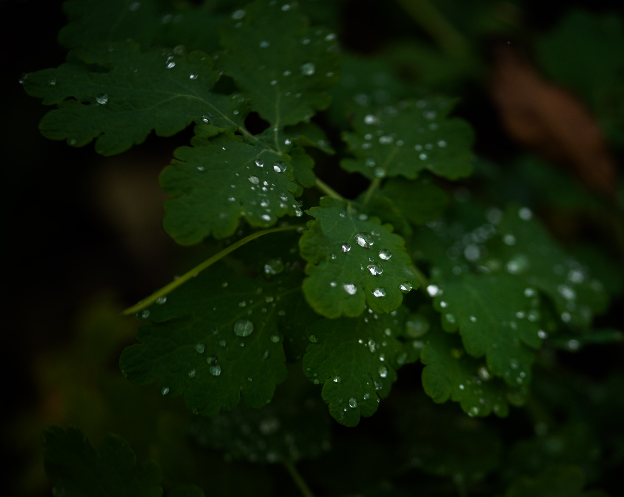 Catherine Shiflett Photography, flora, leaf detail, shot on Nikon D800