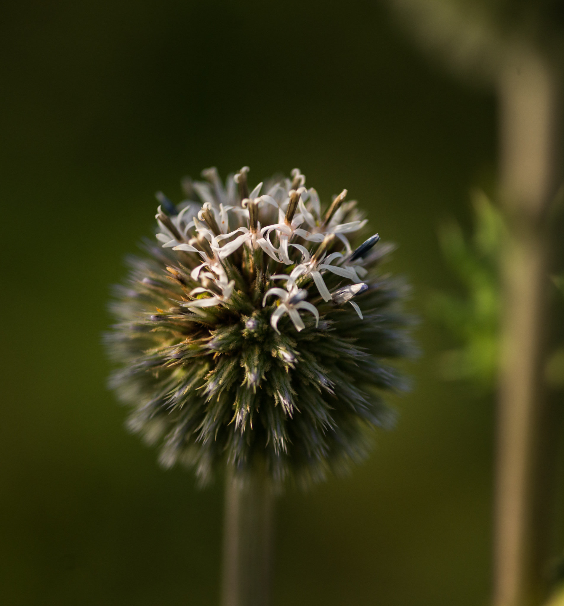 Catherine Shiflett Photography, flora, thistle detail, shot on Nikon D800