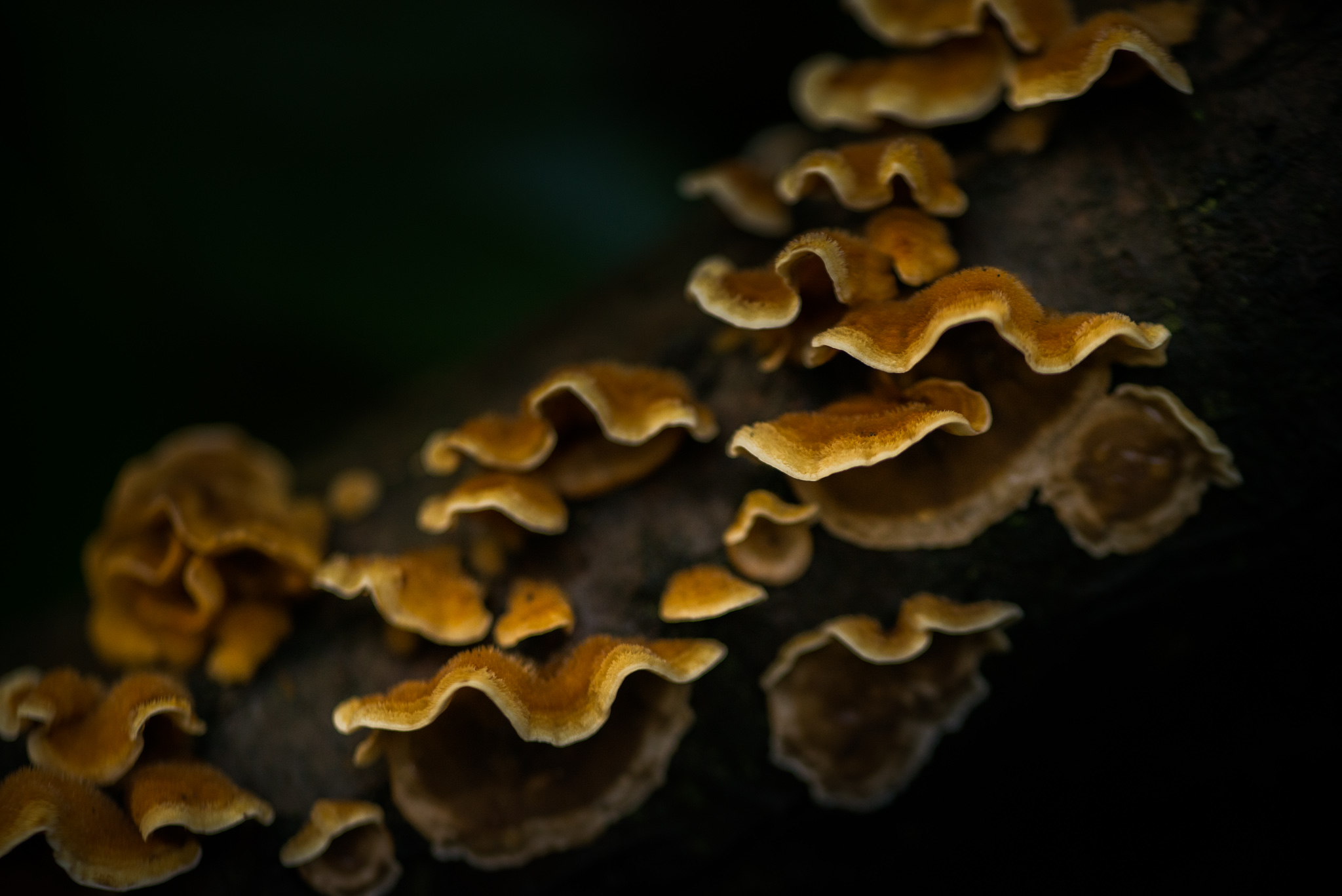 Catherine Shiflett Photography, a mushroom in the forest, shot on Nikon D800