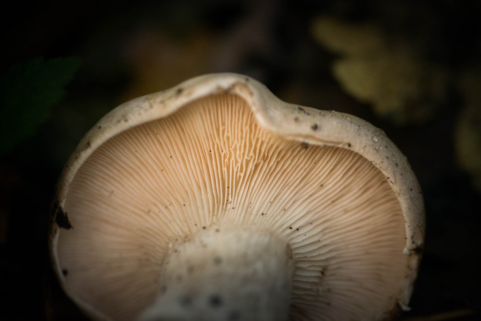 Catherine Shiflett Photography, a mushroom in the forest, shot on Nikon D800