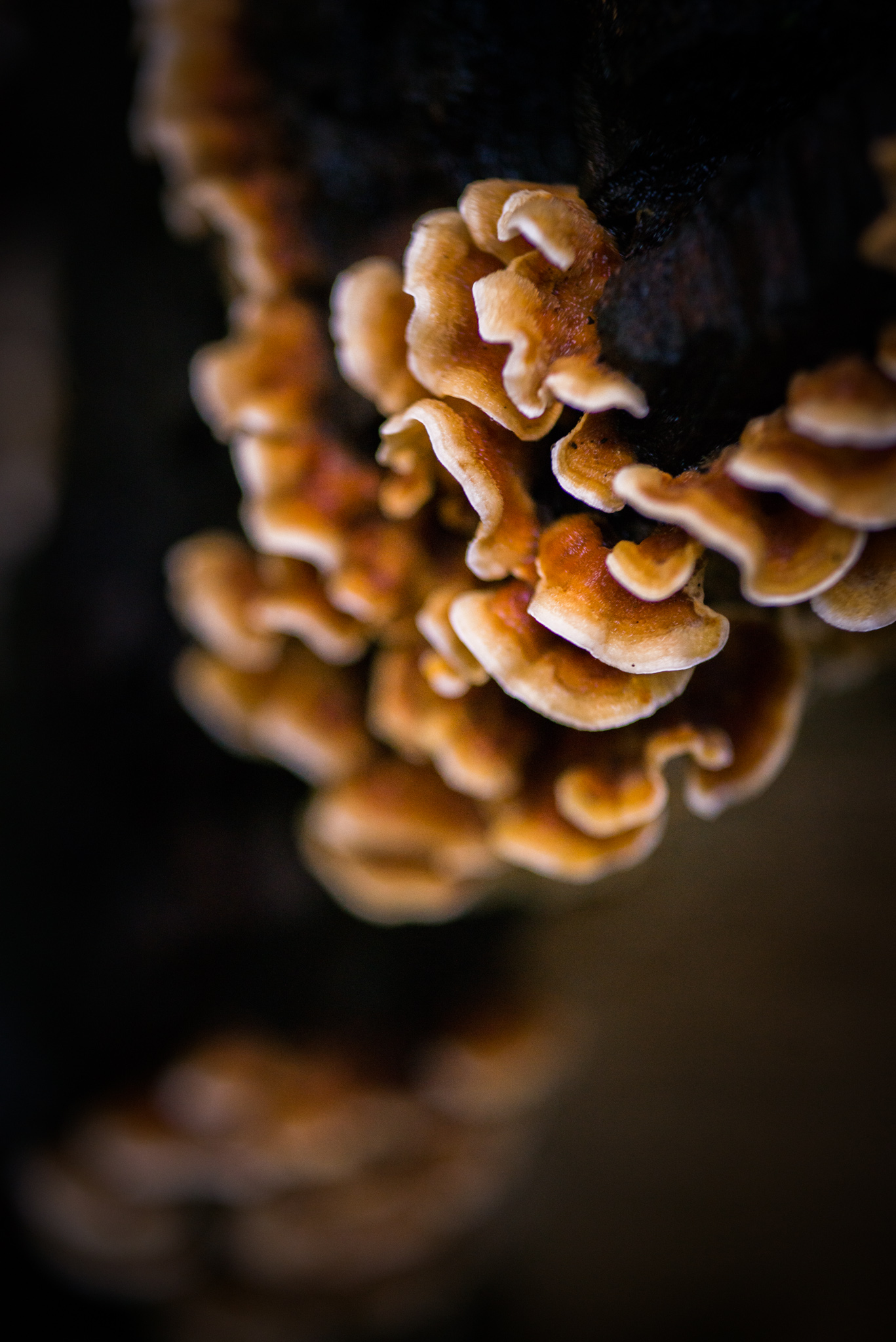 Catherine Shiflett Photography, a mushroom in the forest, shot on Nikon D800