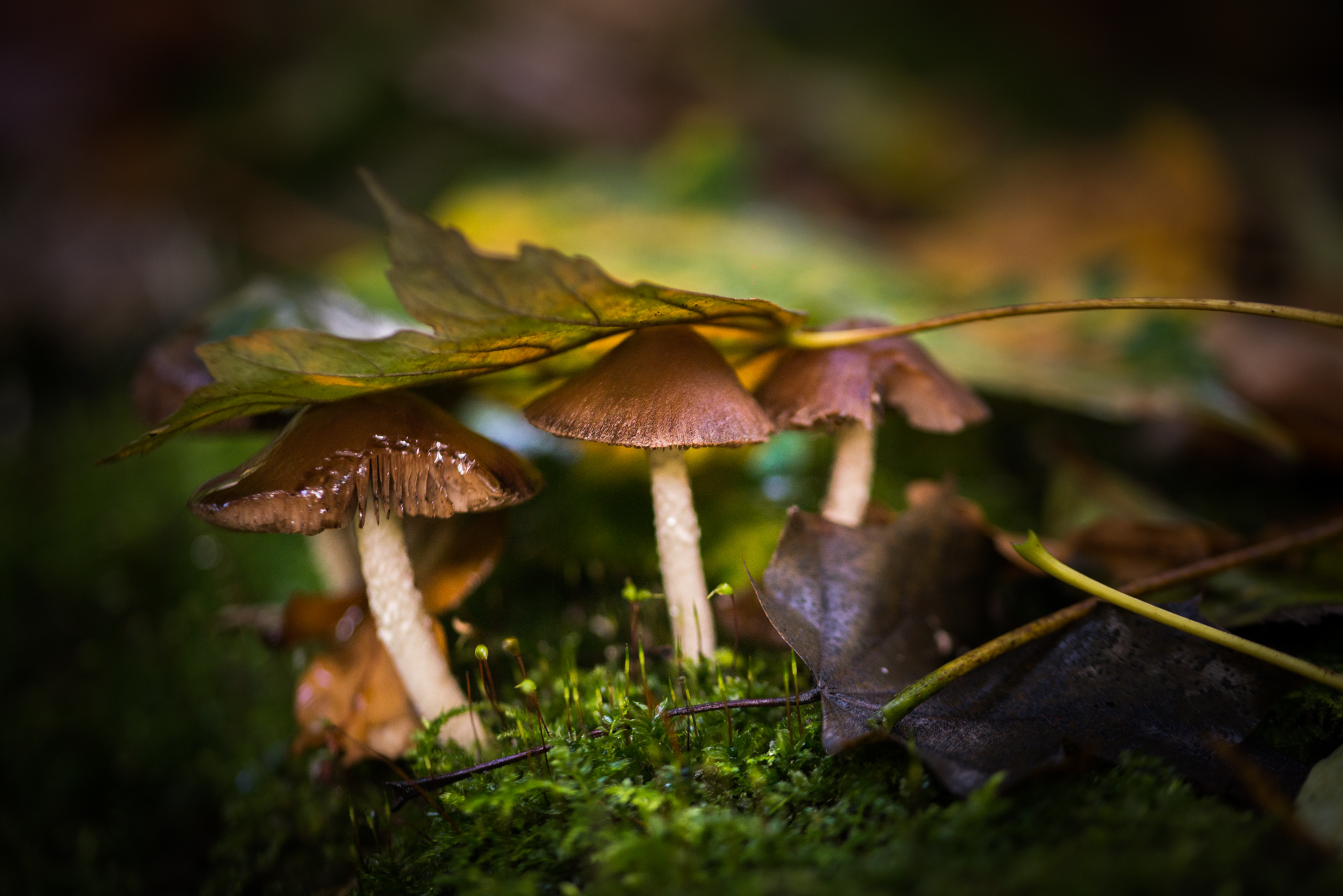 Catherine Shiflett Photography, a mushroom in the forest, shot on Nikon D800