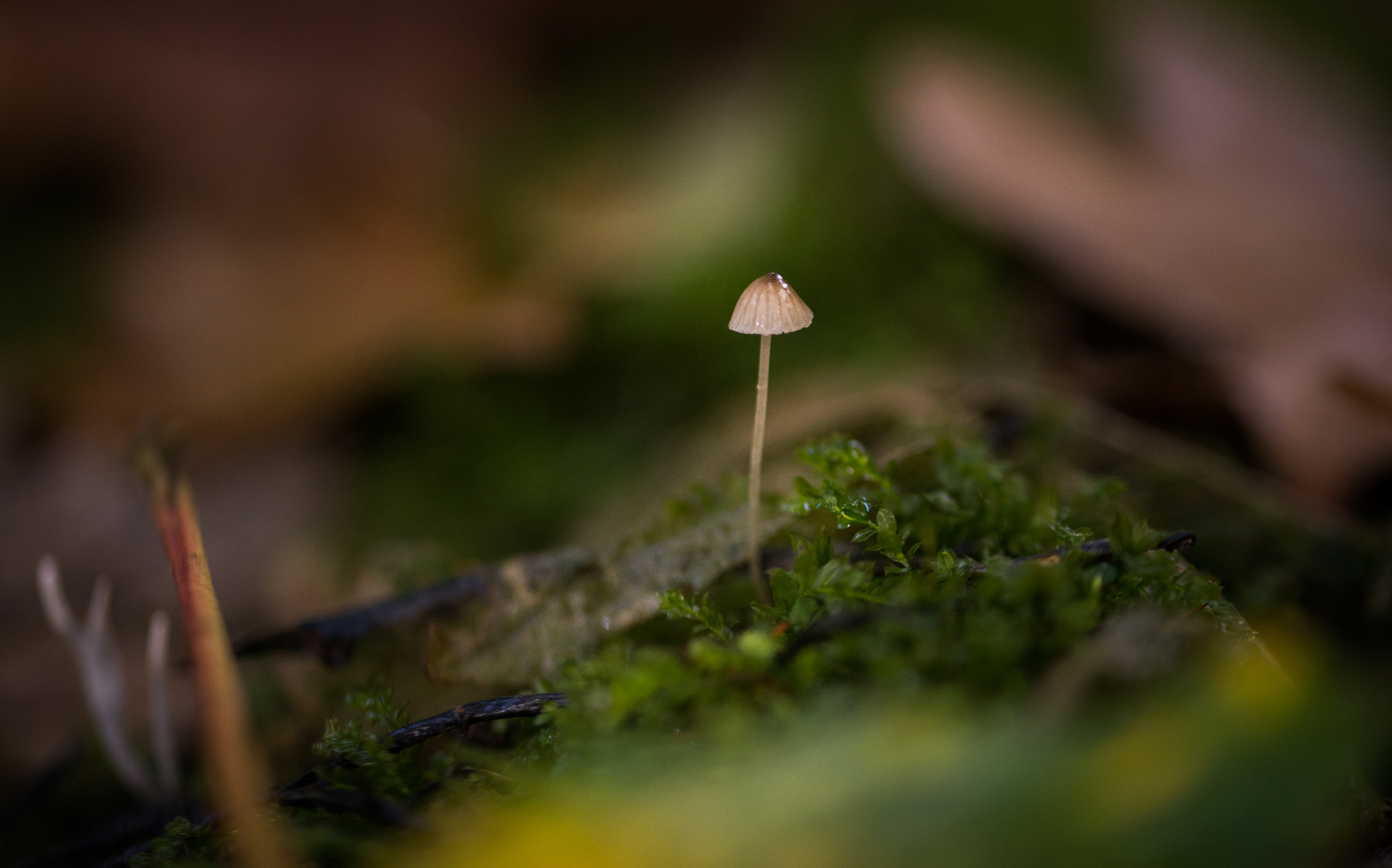 Catherine Shiflett Photography, a mushroom in the forest, shot on Nikon D800