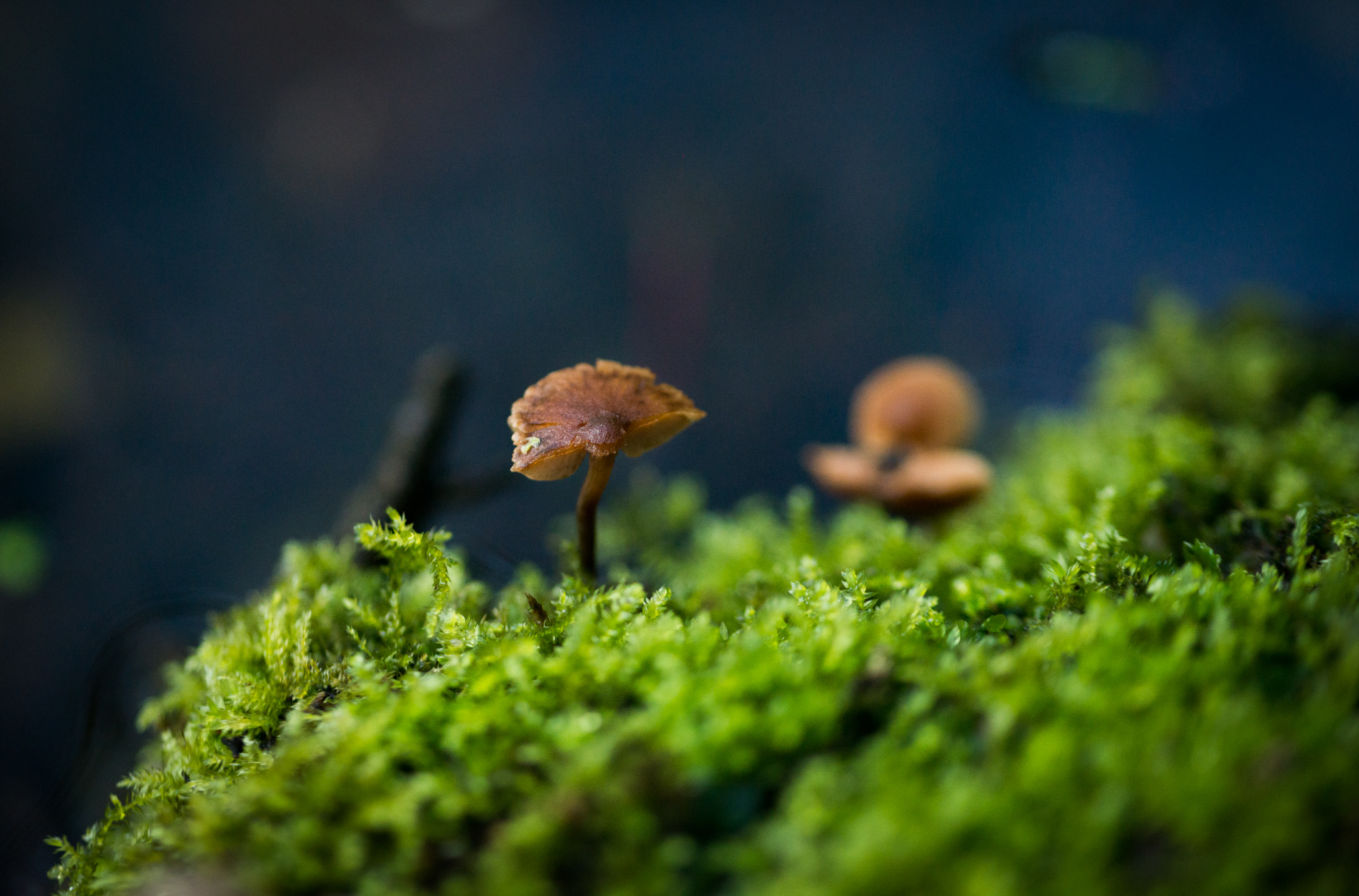 Catherine Shiflett Photography, a mushroom in the forest, shot on Nikon D800