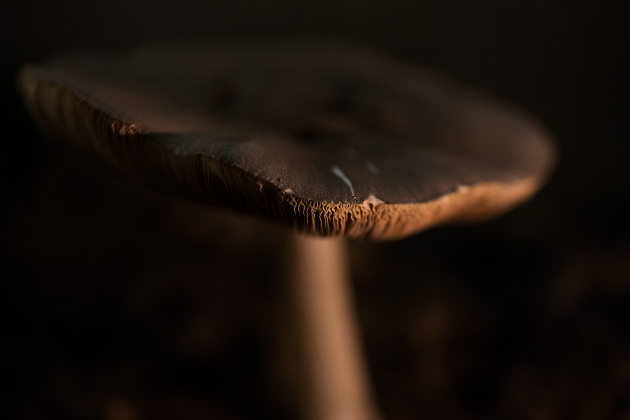 Catherine Shiflett Photography, a mushroom in the forest, shot on Nikon D800