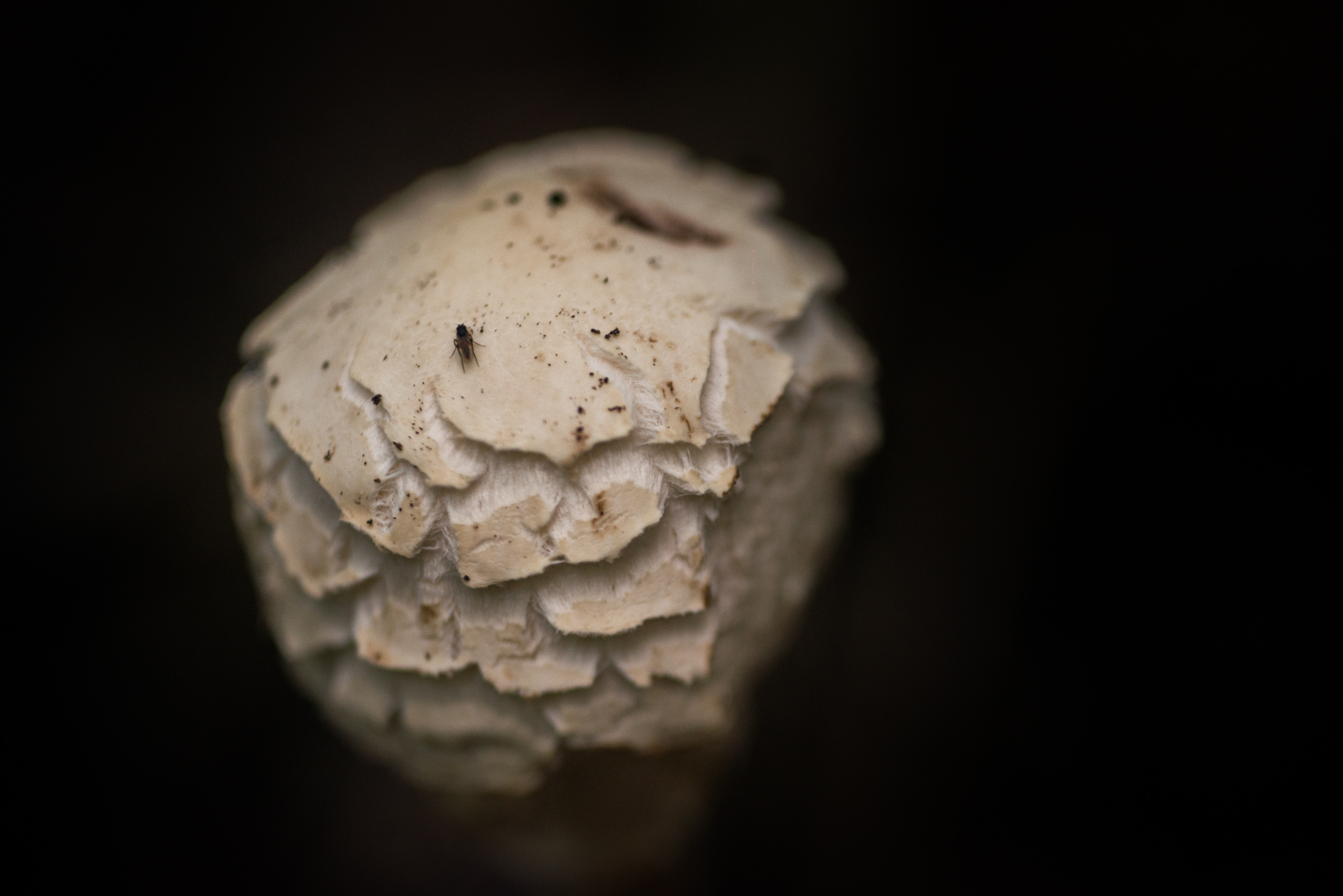 Catherine Shiflett Photography, a mushroom in the forest, shot on Nikon D800