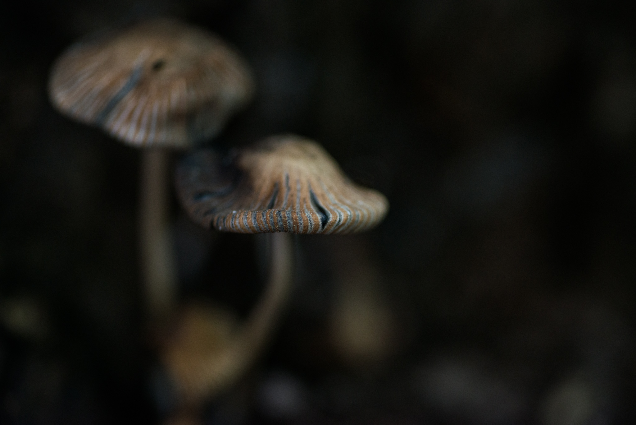 Catherine Shiflett Photography, a mushroom in the forest, shot on Nikon D800