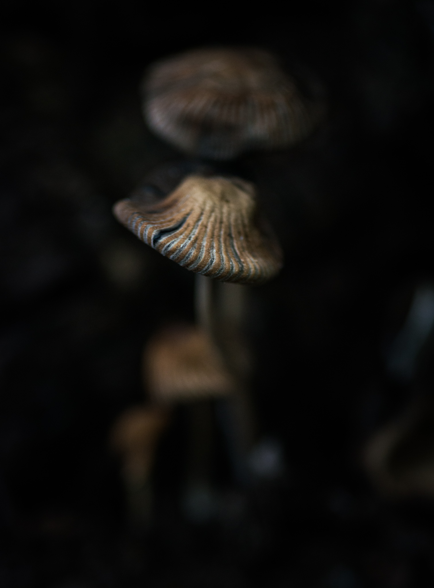 Catherine Shiflett Photography, a mushroom in the forest, shot on Nikon D800