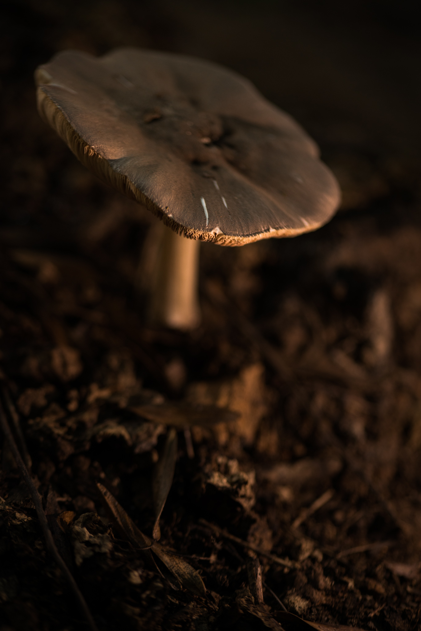 Catherine Shiflett Photography, a mushroom in the forest, shot on Nikon D800